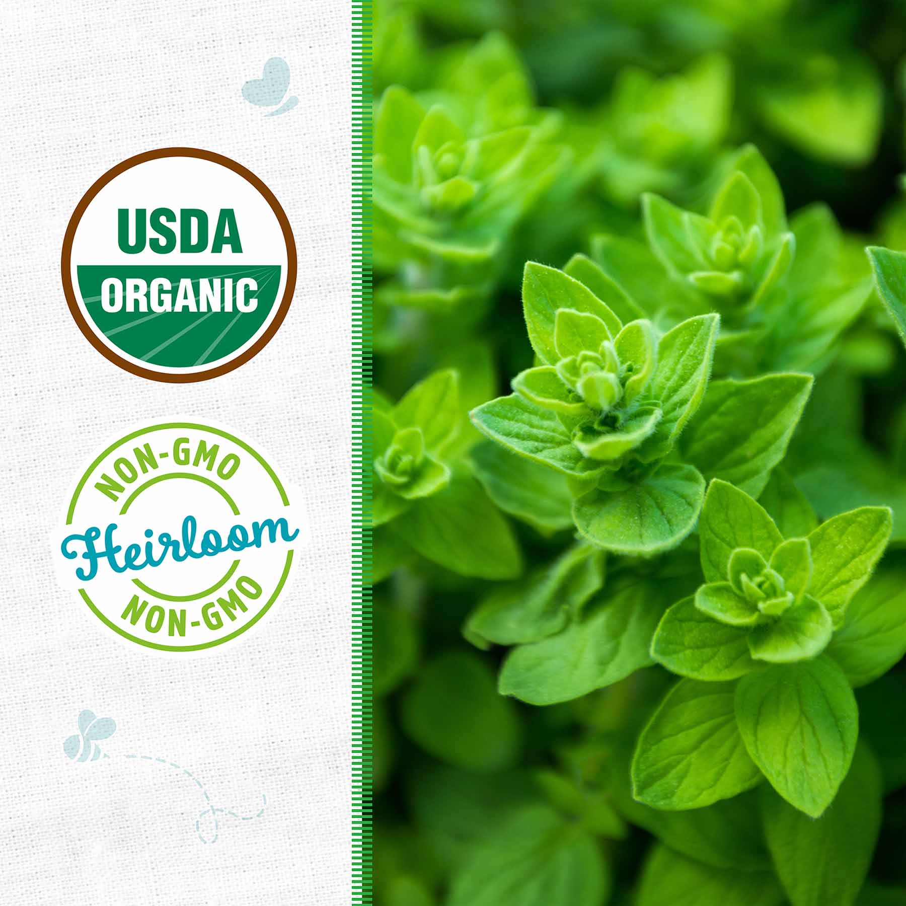 Back to Roots Heirloom Seeds, Oregano Italian