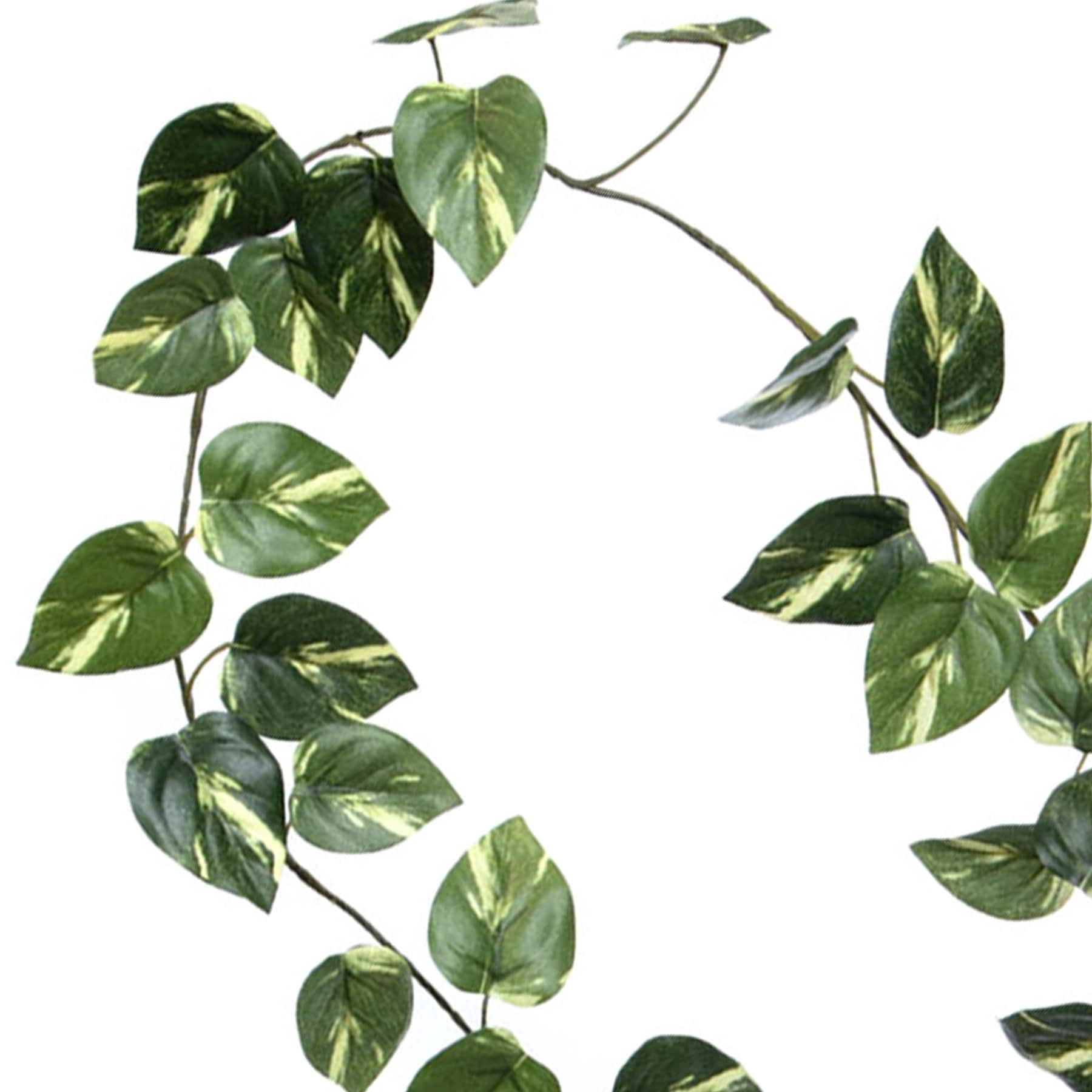 Pothos Garland, 72"