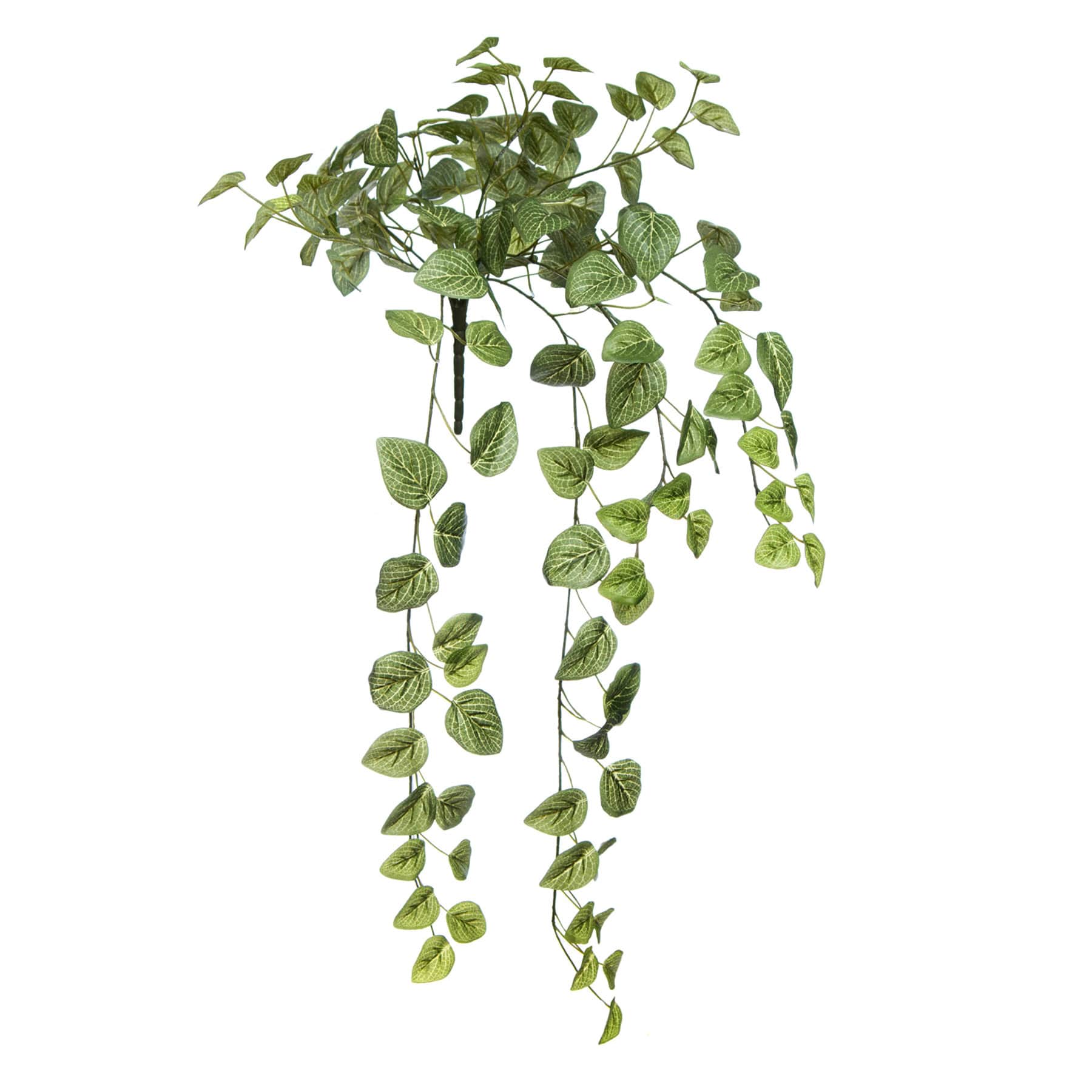 Fittonia Hanging Bush, 31"