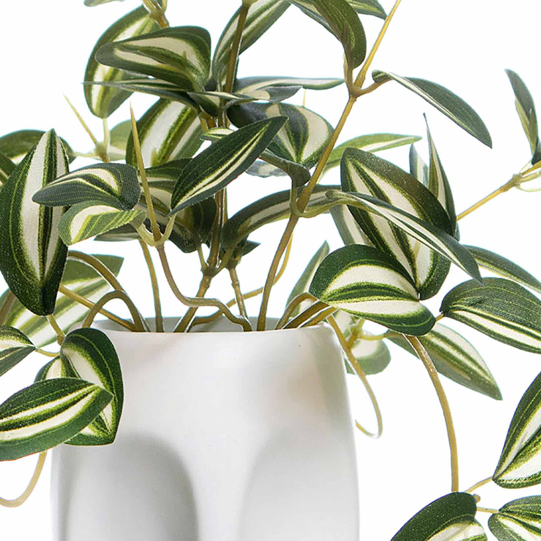 Silver Inch Plant in Cement Pot, 9"
