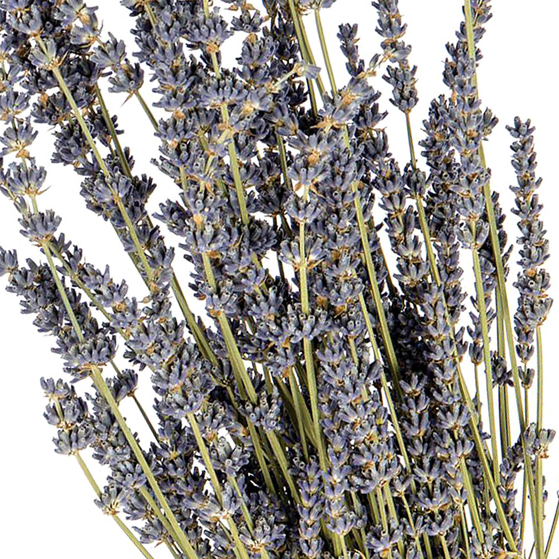 40-Pack 1oz Lavender Bouquets with Display