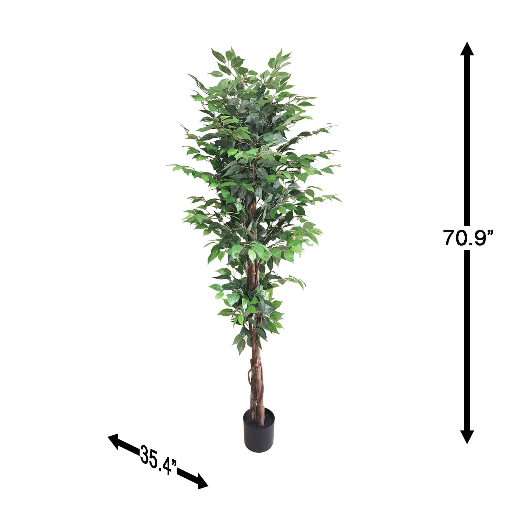 Ficus Tree in Black Pot, 6'