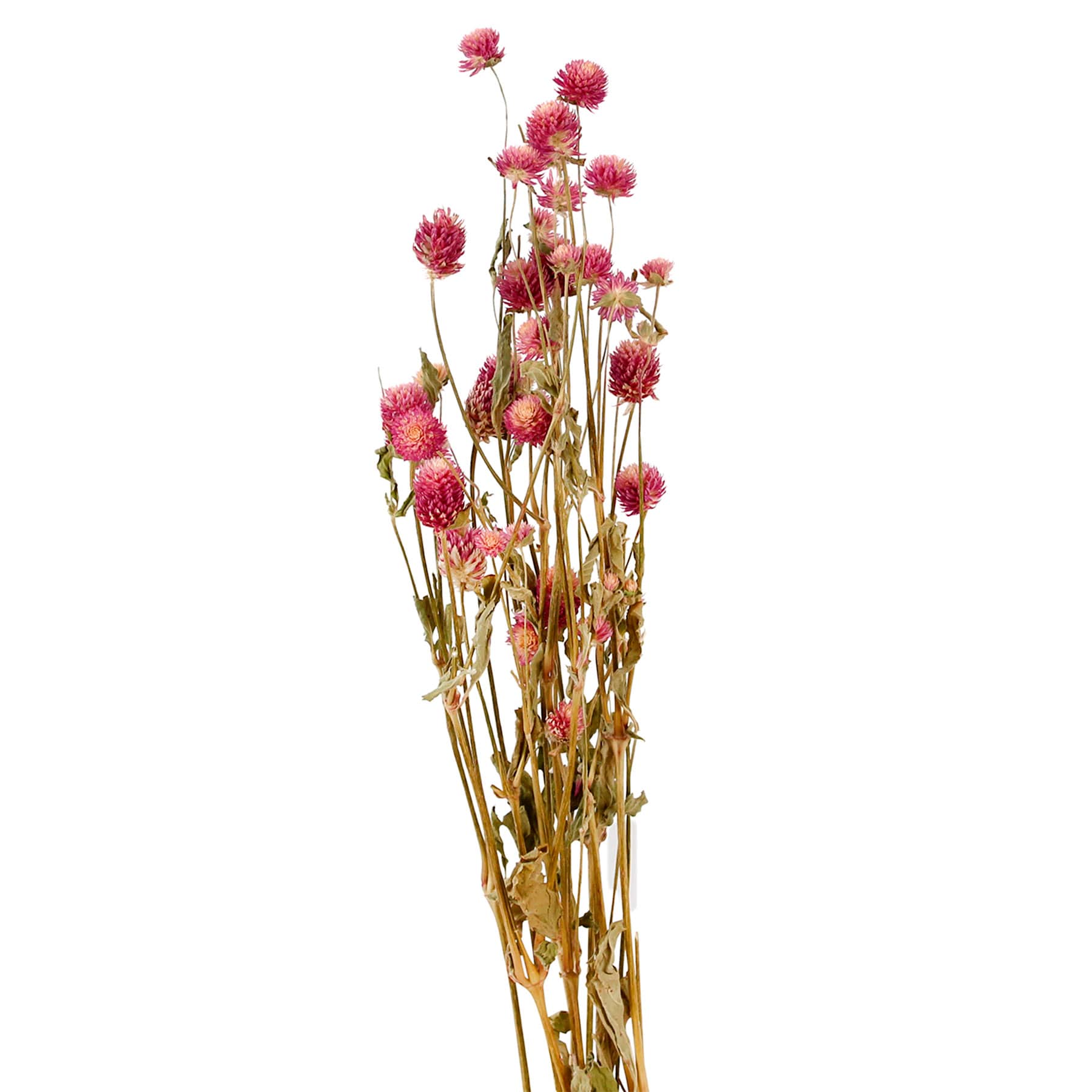 Willow Crossley Pink Globe Amaranth Bunch, 24"