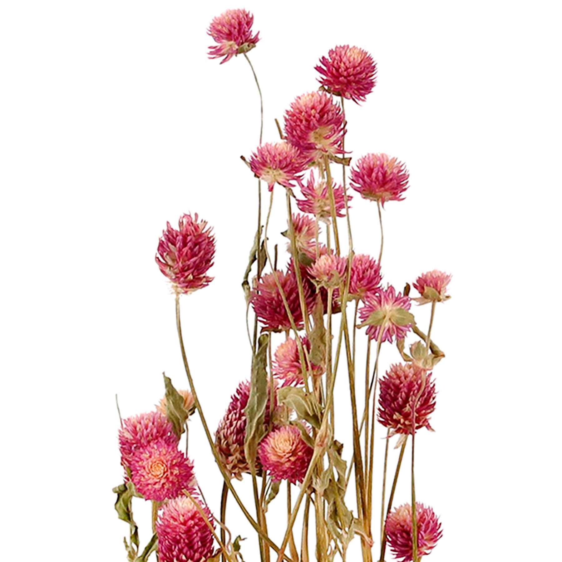Willow Crossley Pink Globe Amaranth Bunch, 24"