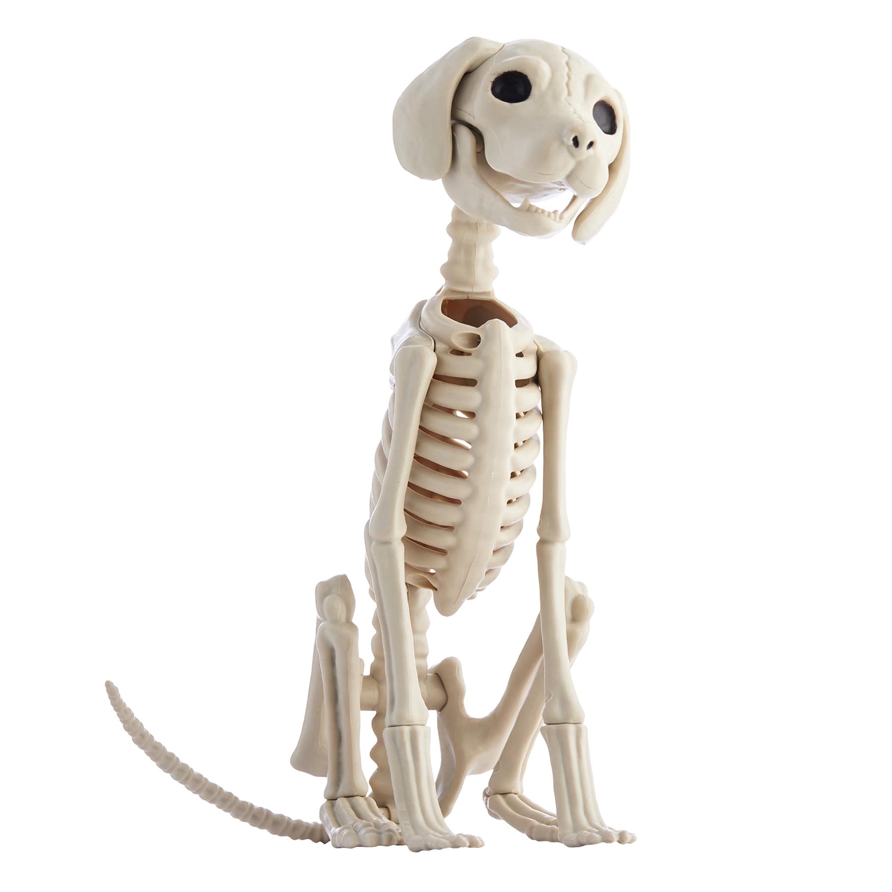 Skeleton Sitting Dog