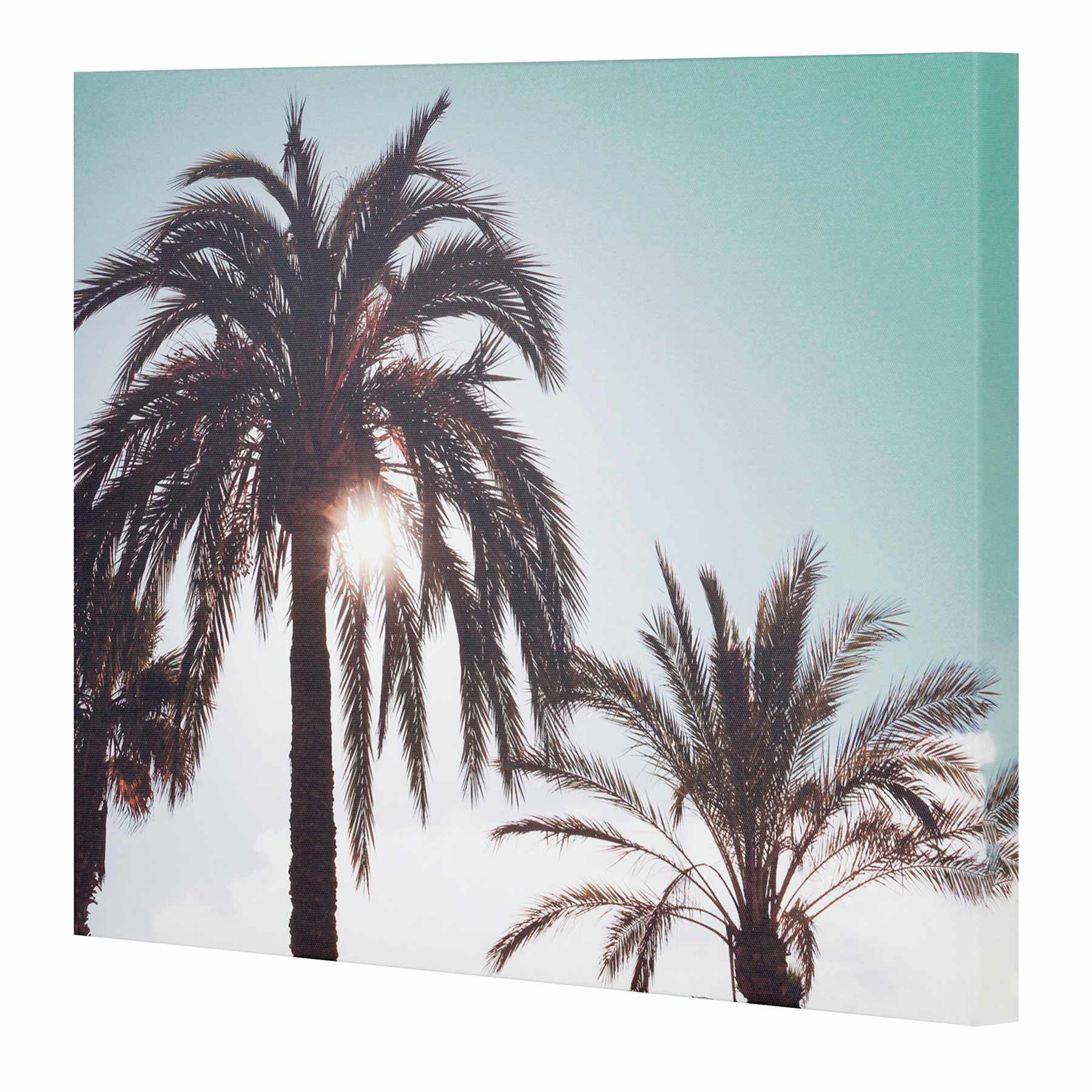 Providence Palm Tree's Canvas Wall Art, 20x16