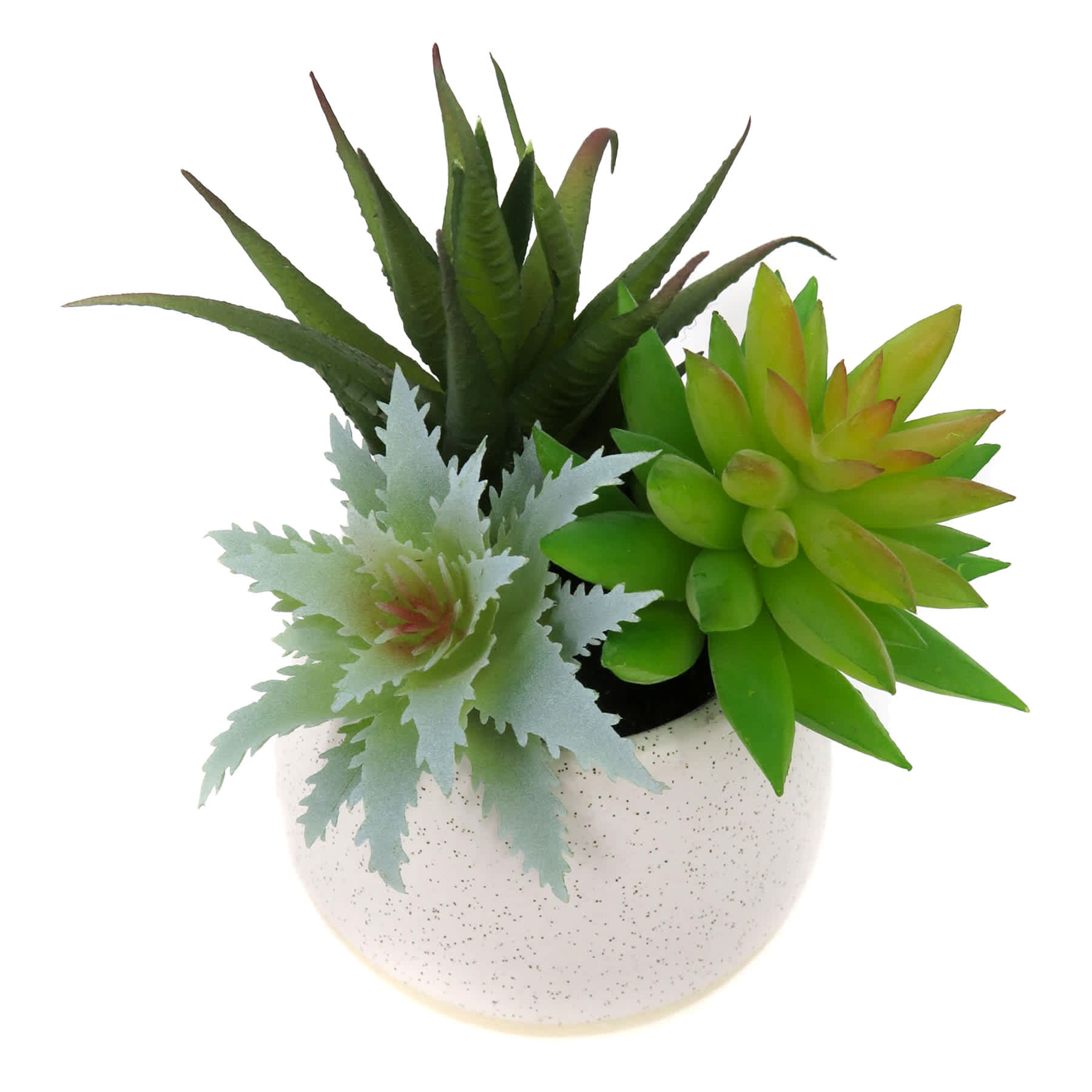 Mixed Succulent in White Pot, 6"