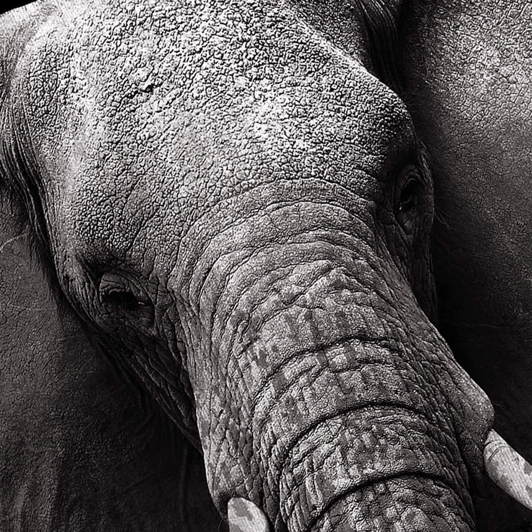 Elephant Canvas Wall Art, 18x26