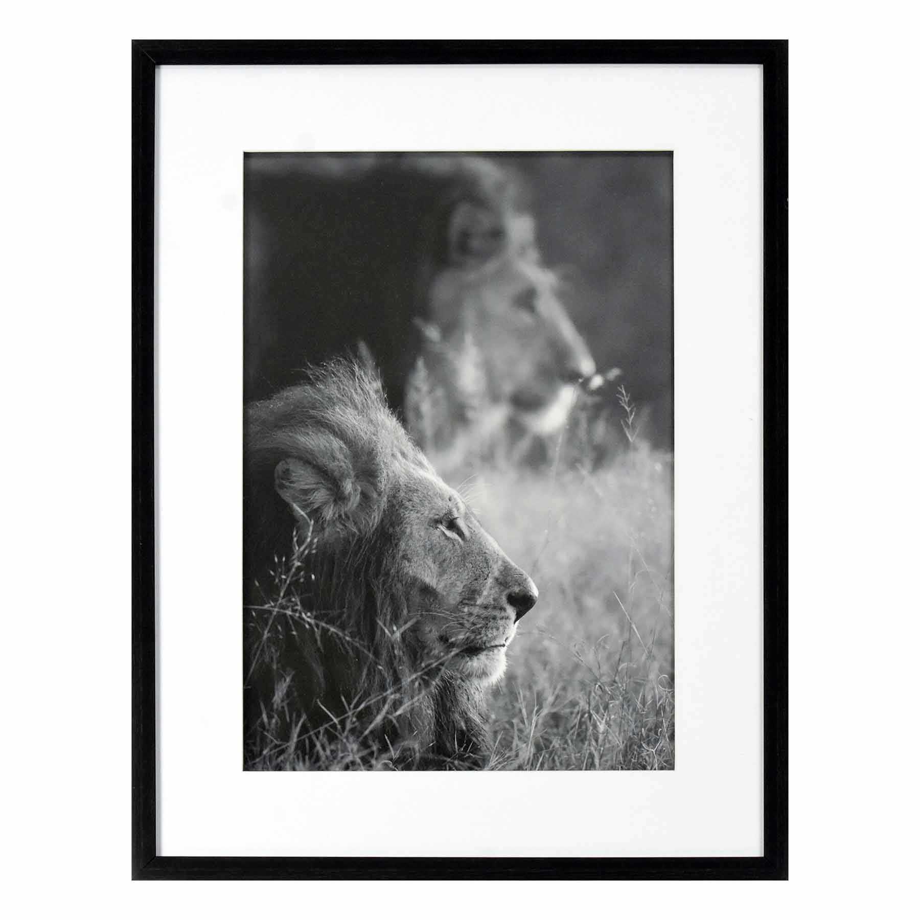 Glass Framed Lions Print Wall Art, 19x25