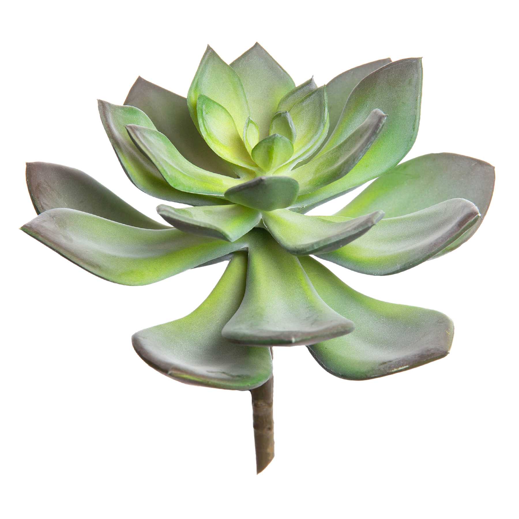 Green & Purple Echeveria Pick, 6.5"