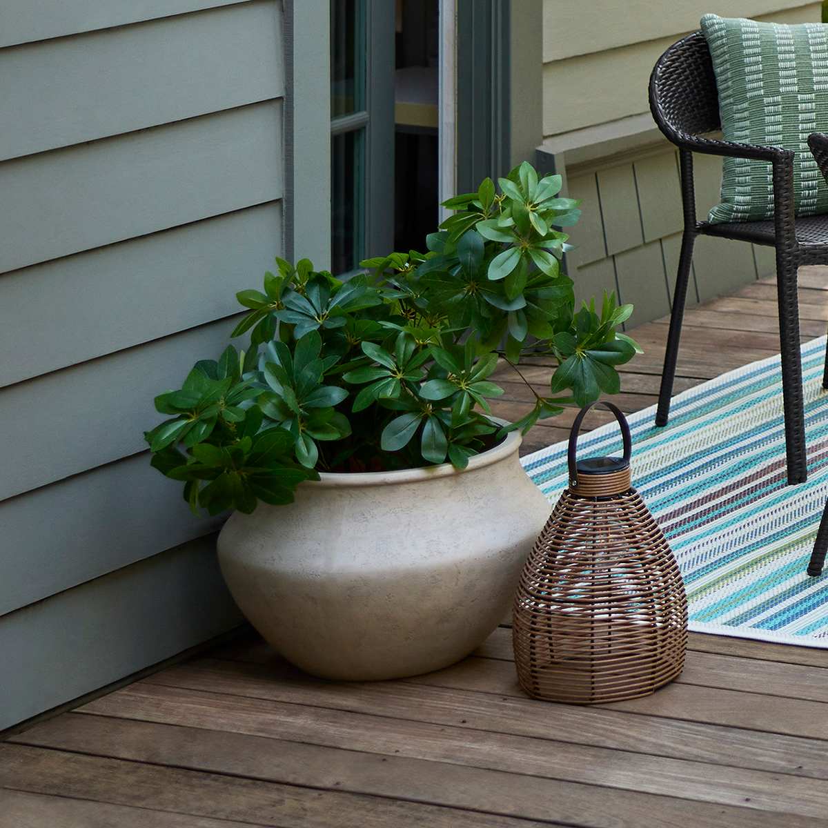Schefflera & Umbrella Arrangement in Black Pot, 35"