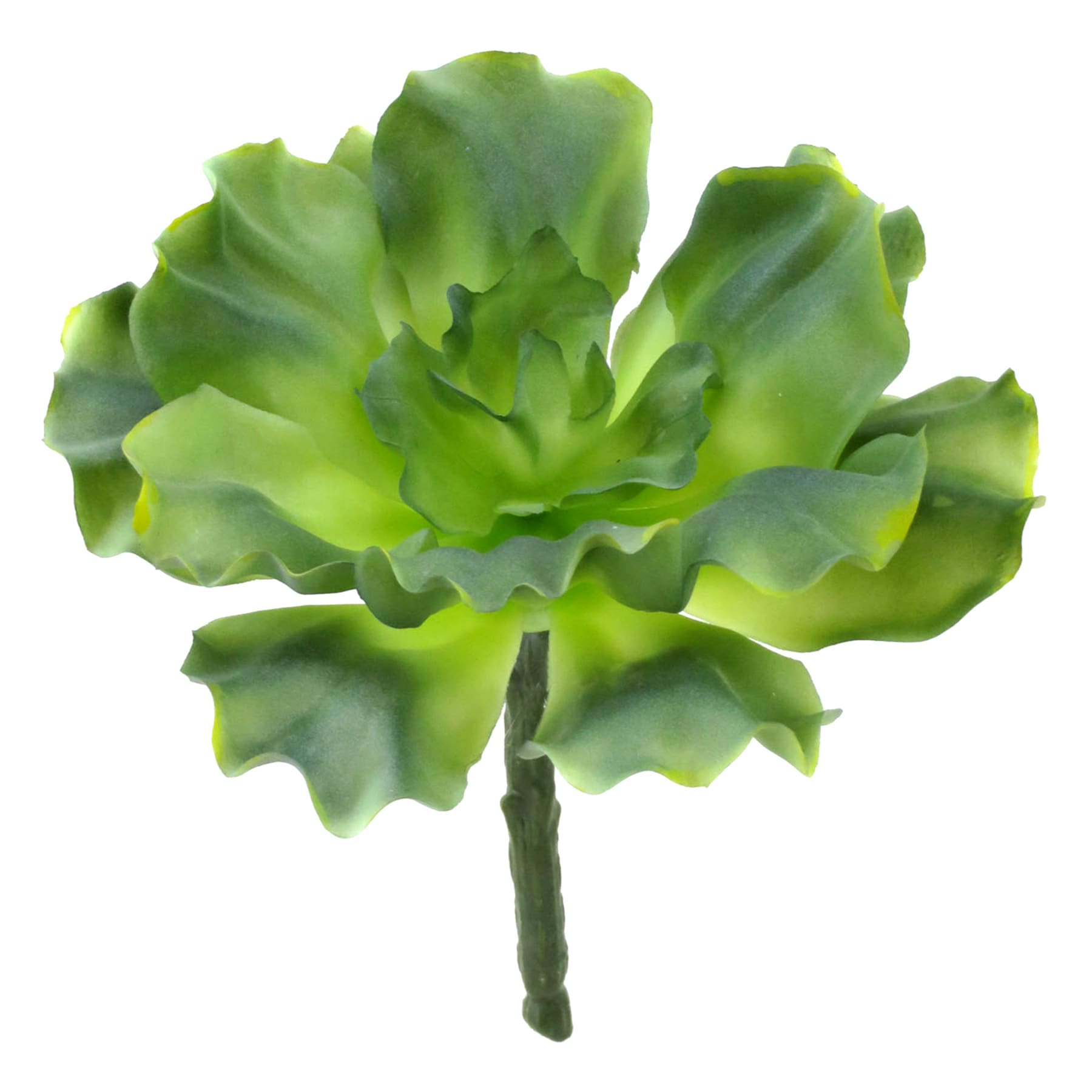 Green Curly Echeveria Spray, 6"