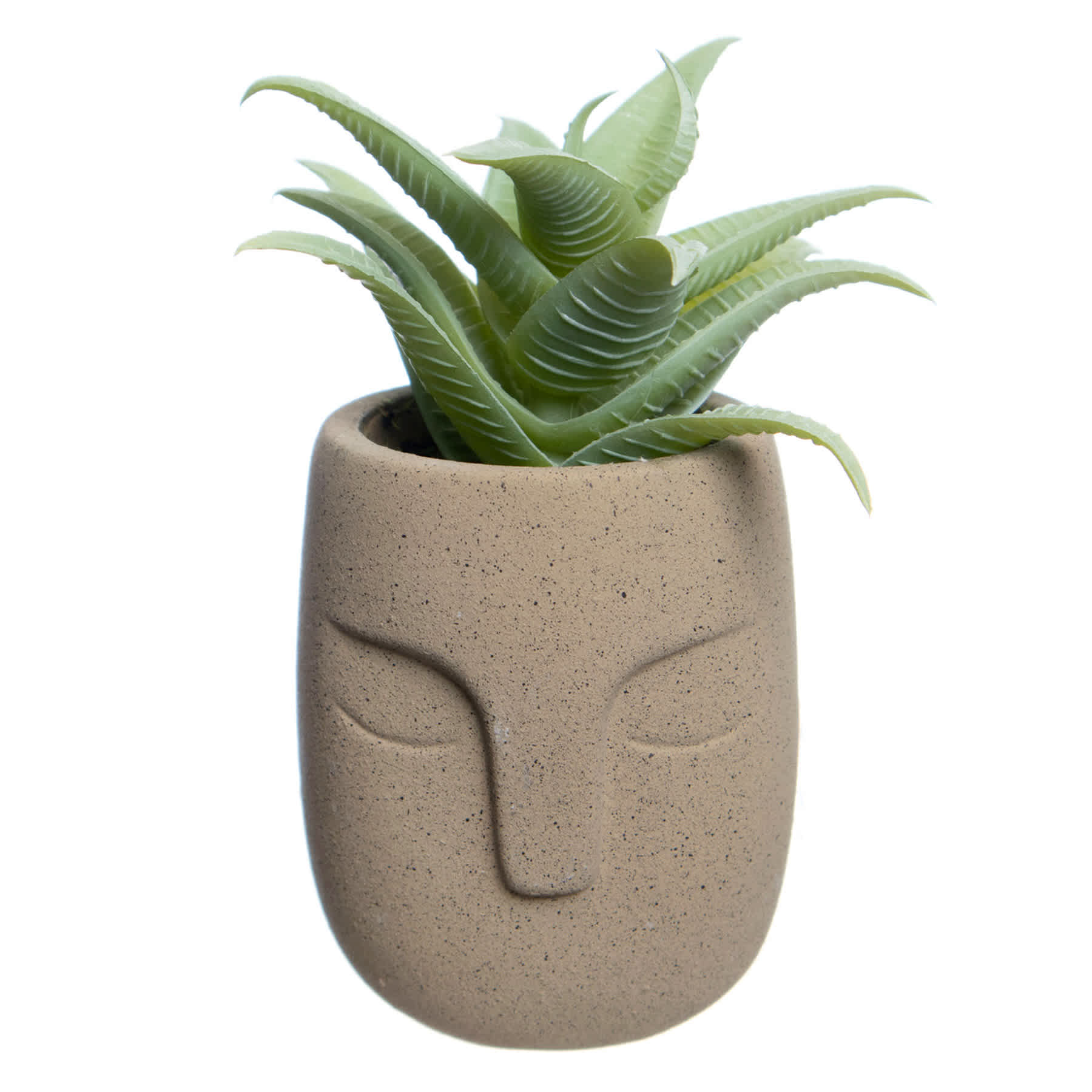 Aloe in Cement Pot, 5.5"