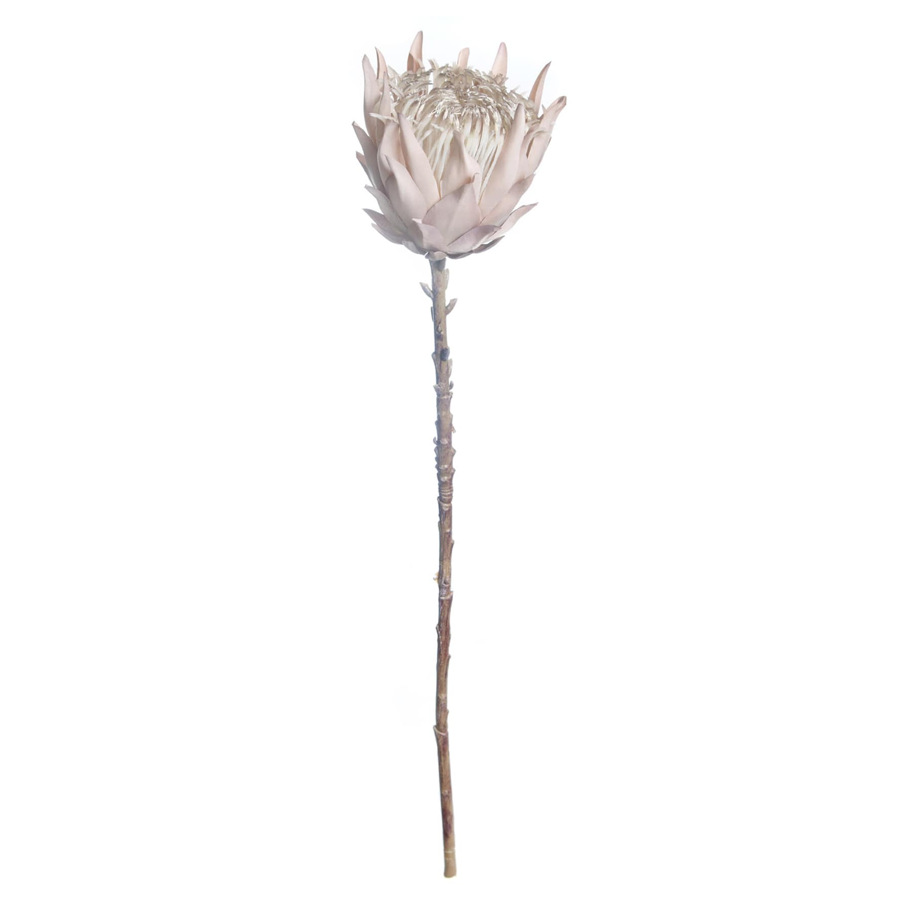 Tracey Boyd Light Pink Protea Stem, 27"