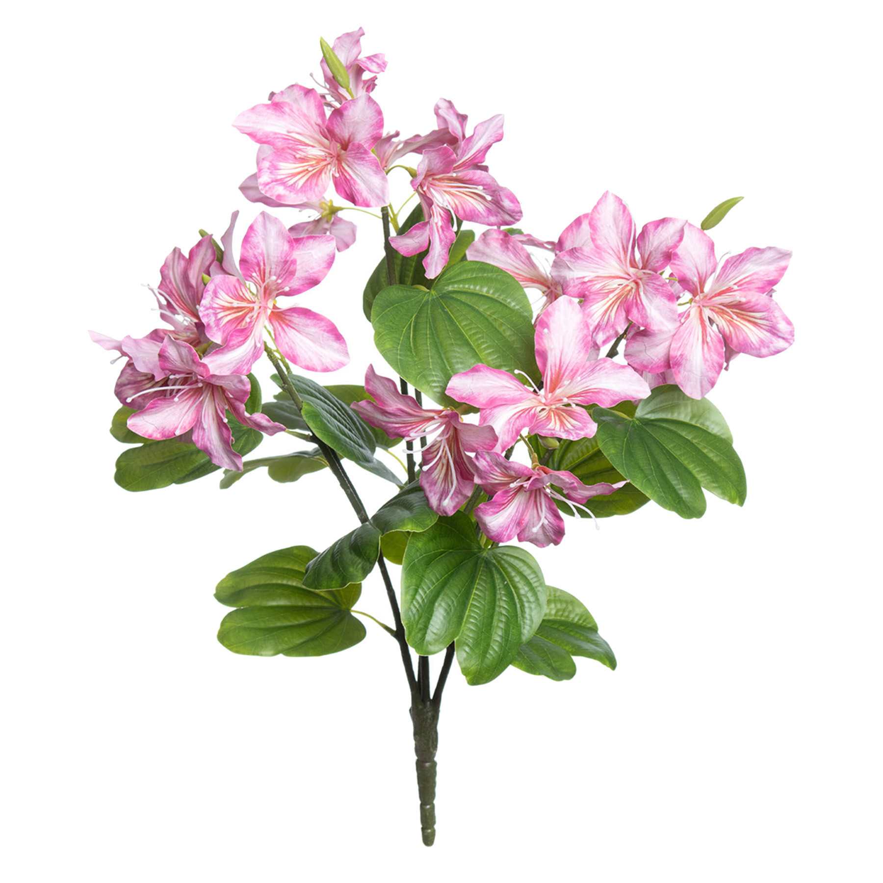 Purple Bauhinia Bush, 21"