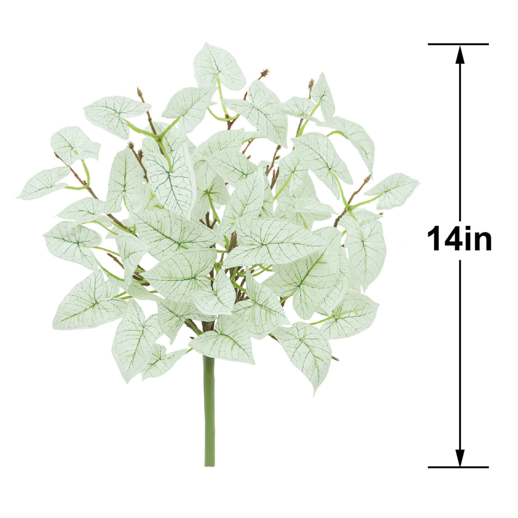 Caladium Bush, 14"