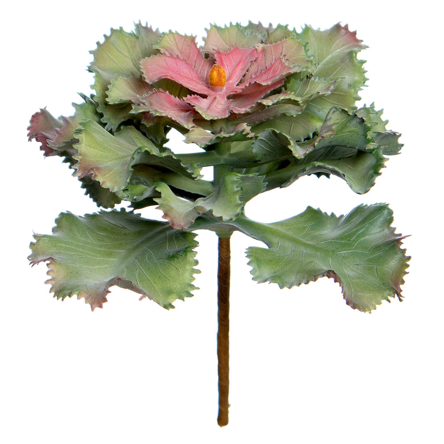 Ruffled Echeveria Pick, 5"