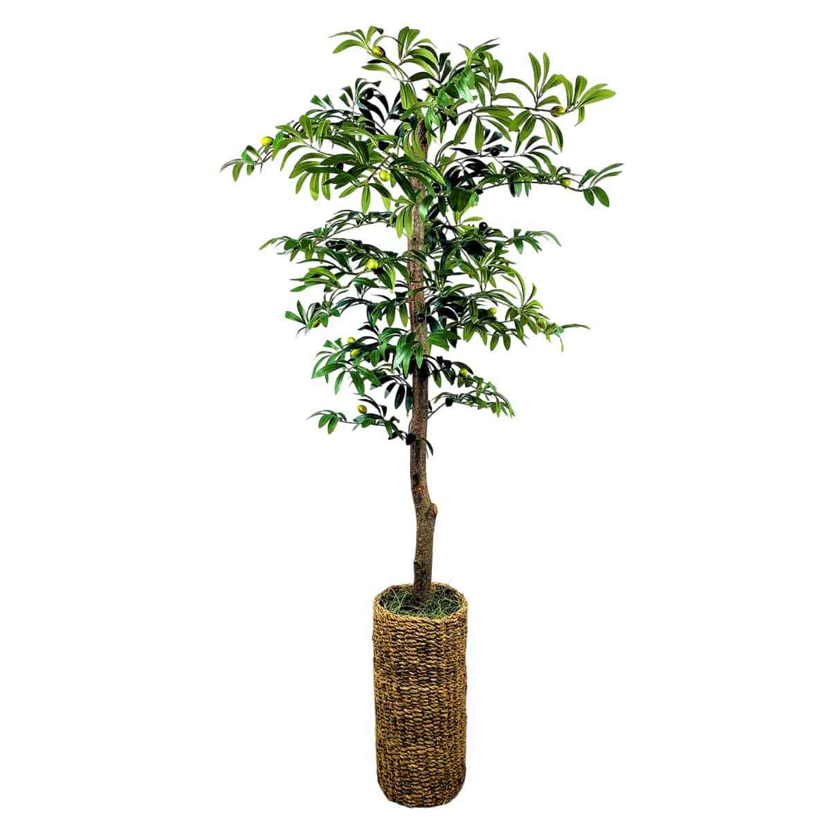 Olive Tree in Cylinder Basket, 5.5'