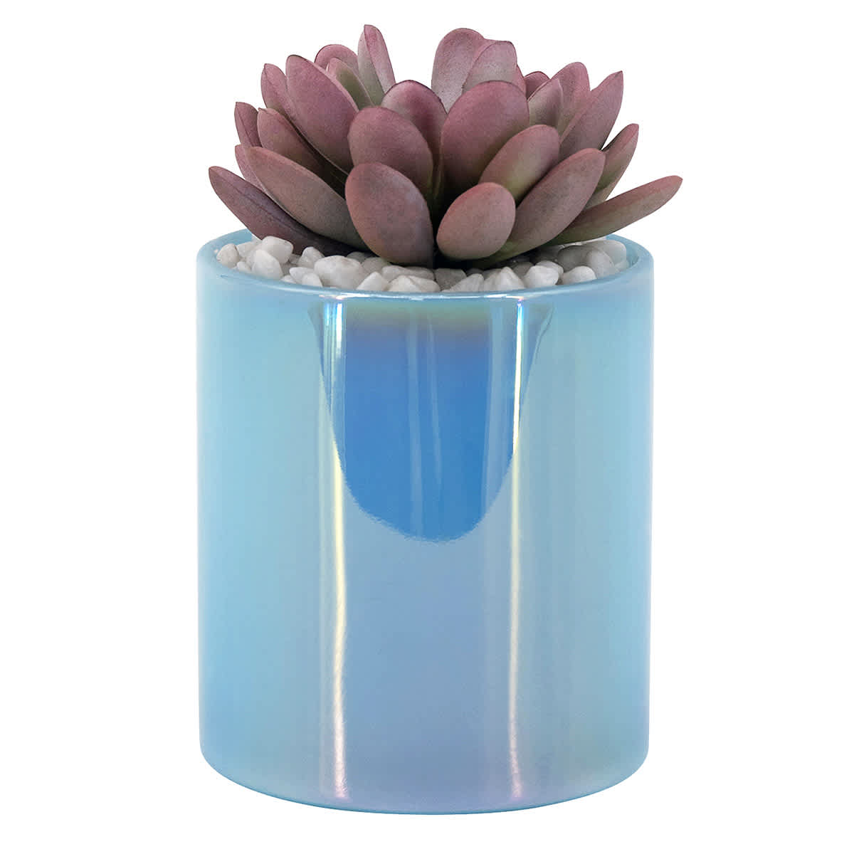 Succulents in Iridescent Blue Glass Vase, 5.5"