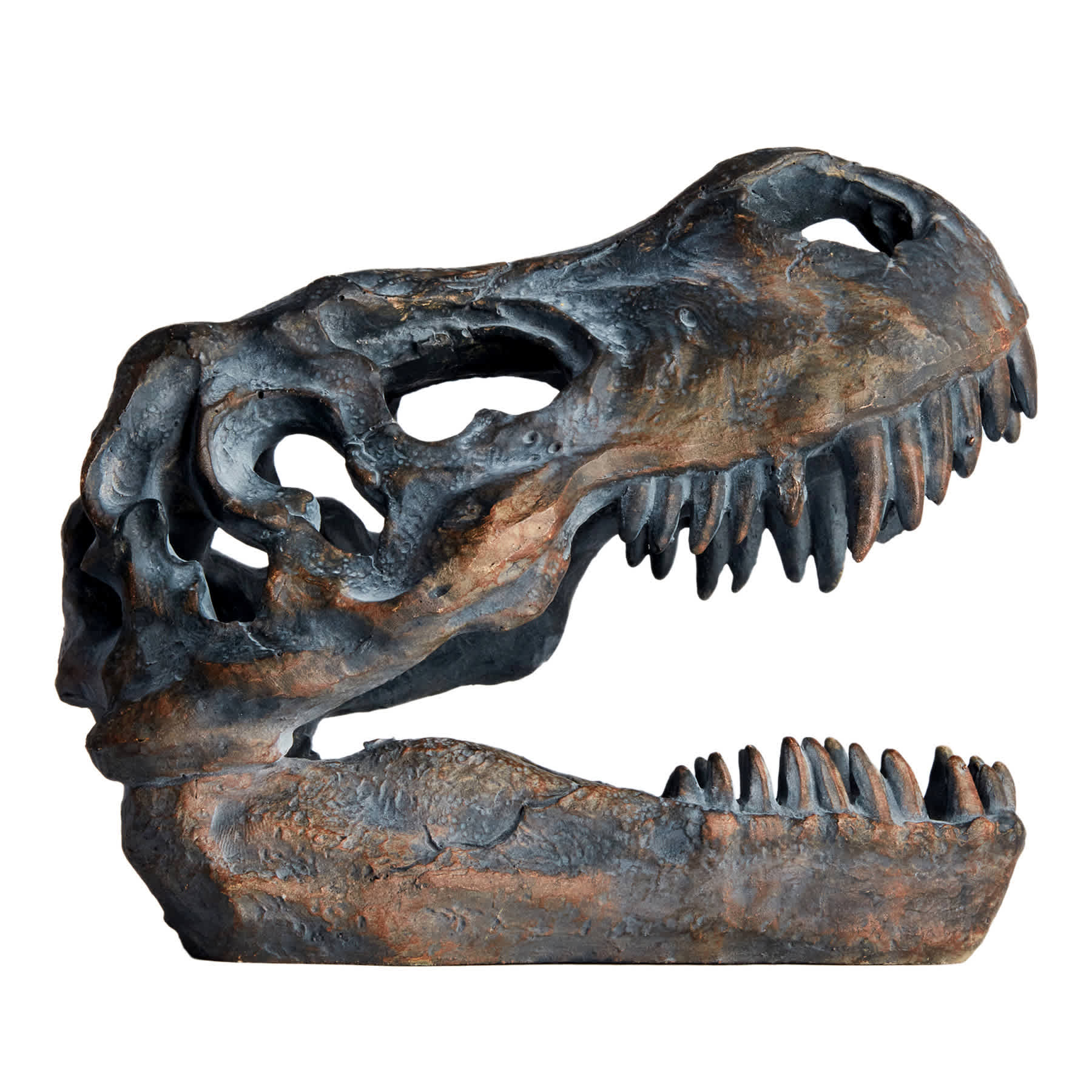 Brown T-Rex Fossil Head, 6"