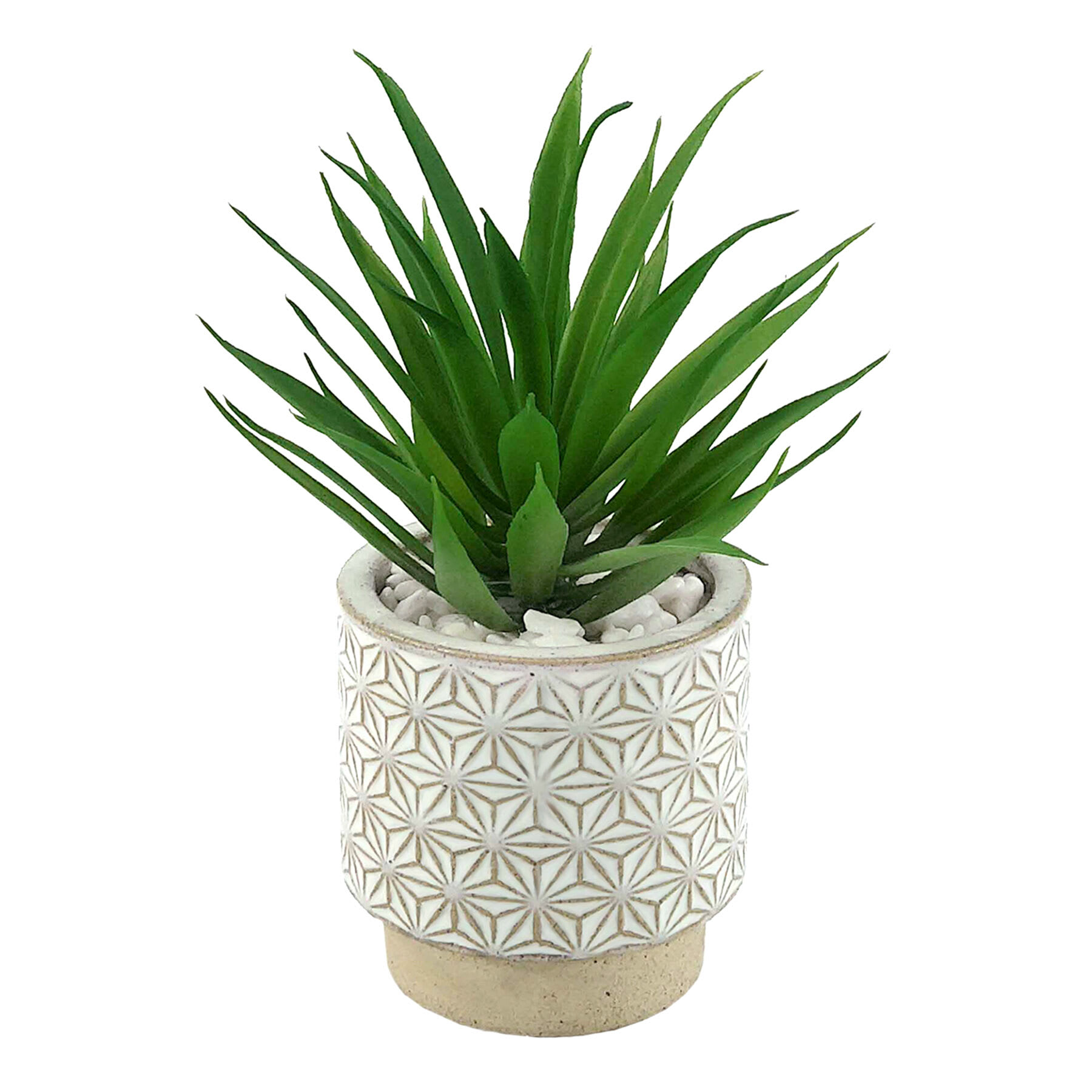 Succulent in Ceramic Pot, 7"