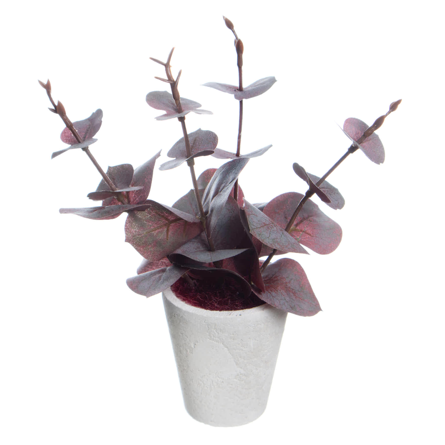 Honeybloom Red Eucalyptus in Pot, 8"