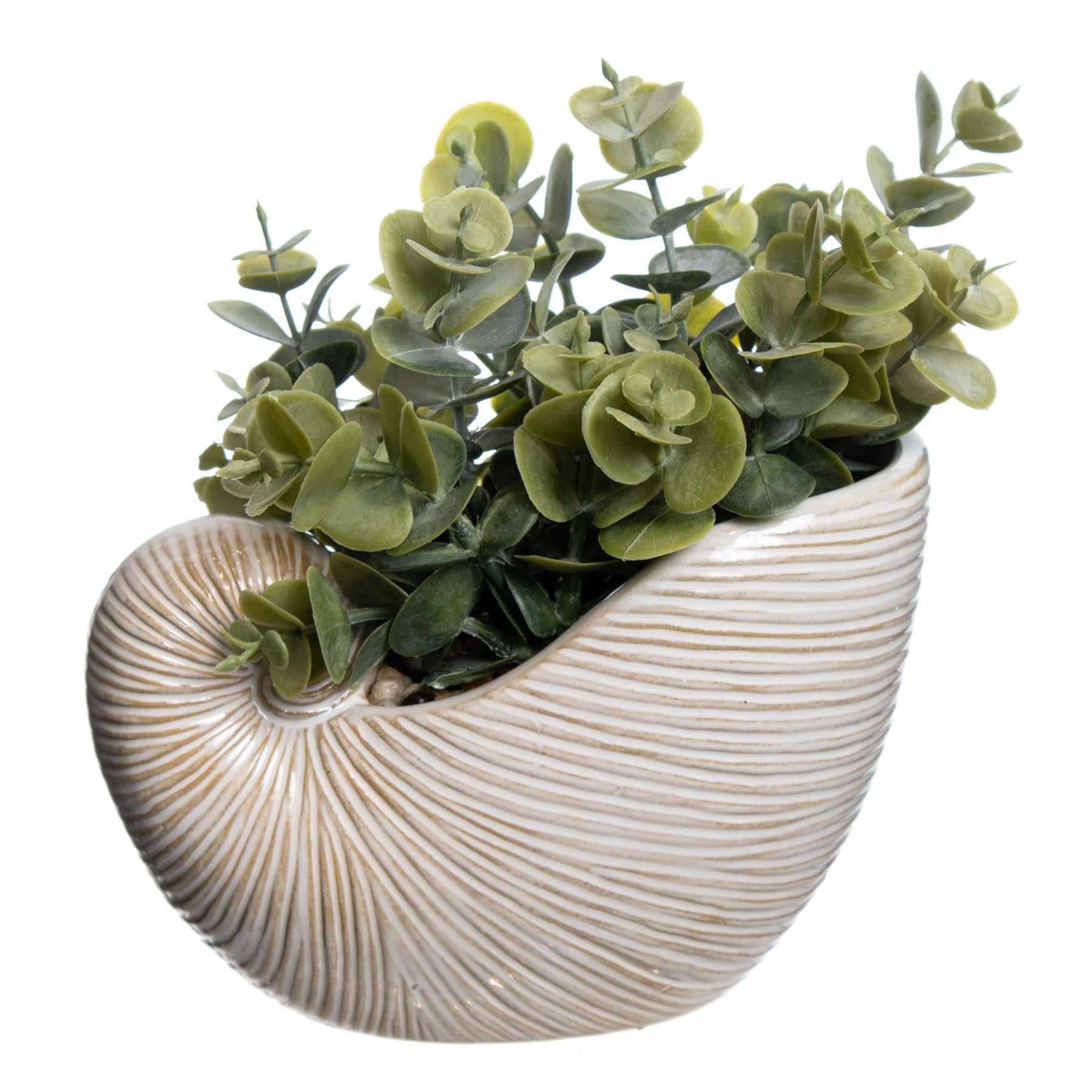 Eucalyptus in Ceramic Shell Pot, 7.5"