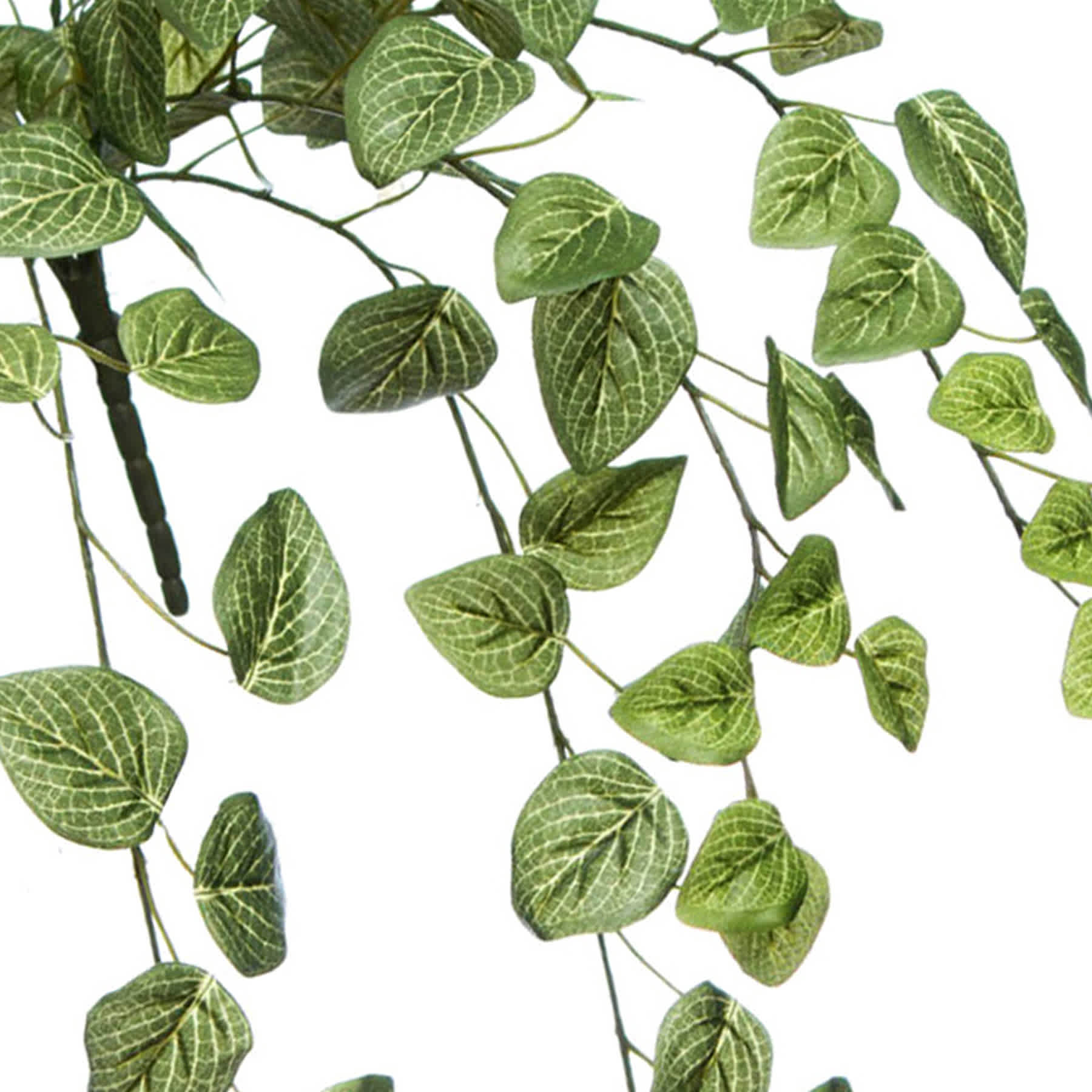 Fittonia Hanging Bush, 31"
