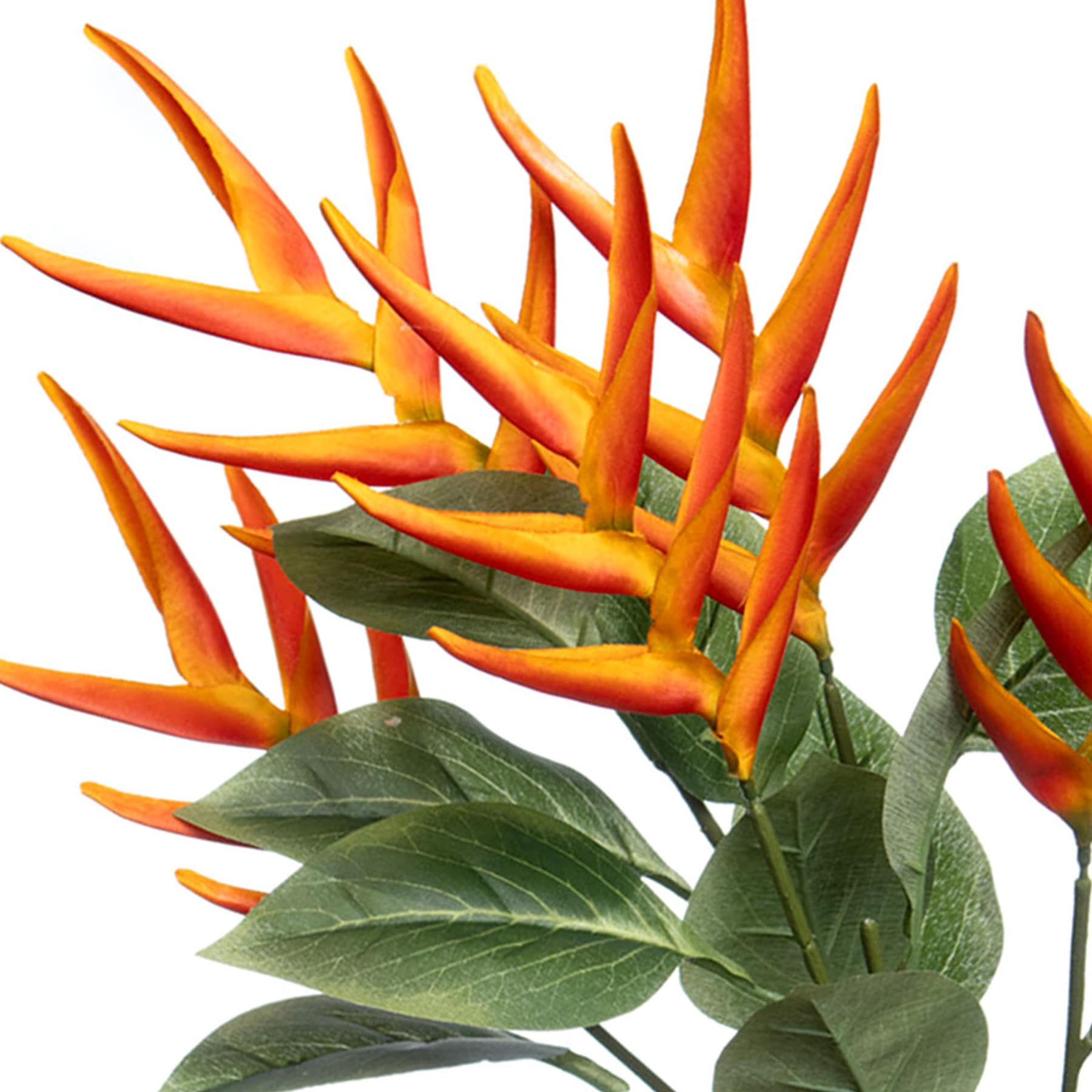 Orange Helicopia Bush, 24"