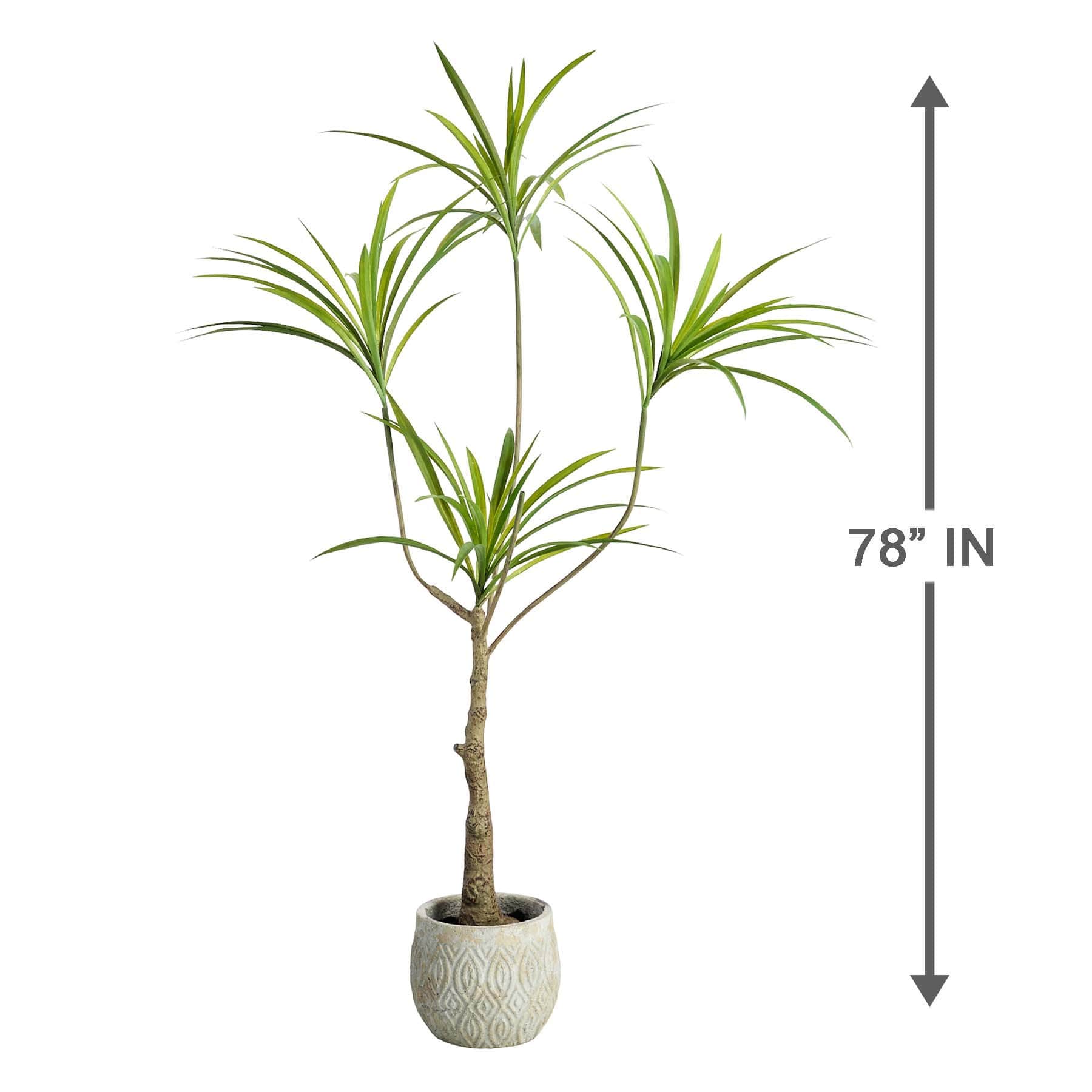 Dragon Tree in Cement Pot, 47"