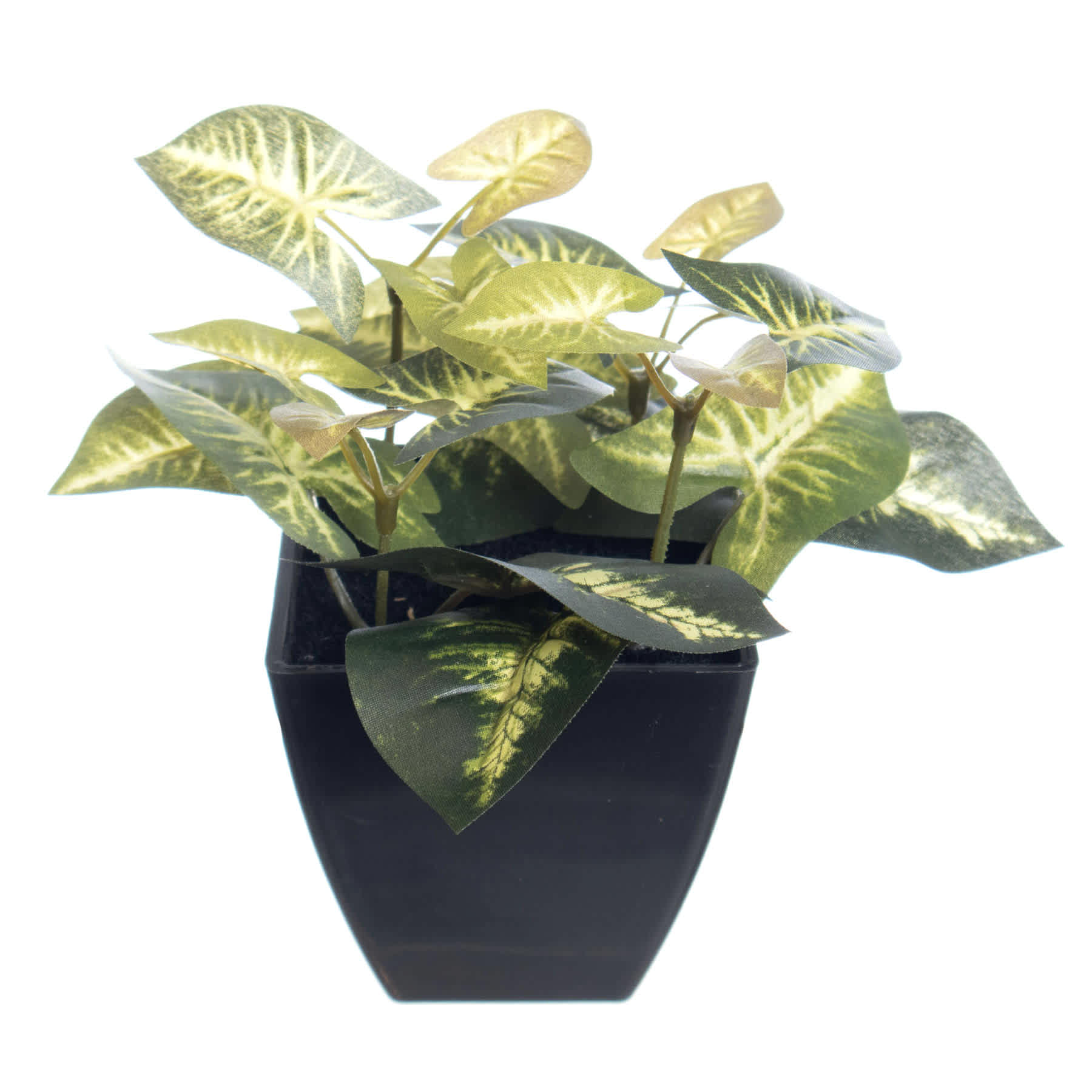 Syngonium Plant in Black Pot, 6.5"