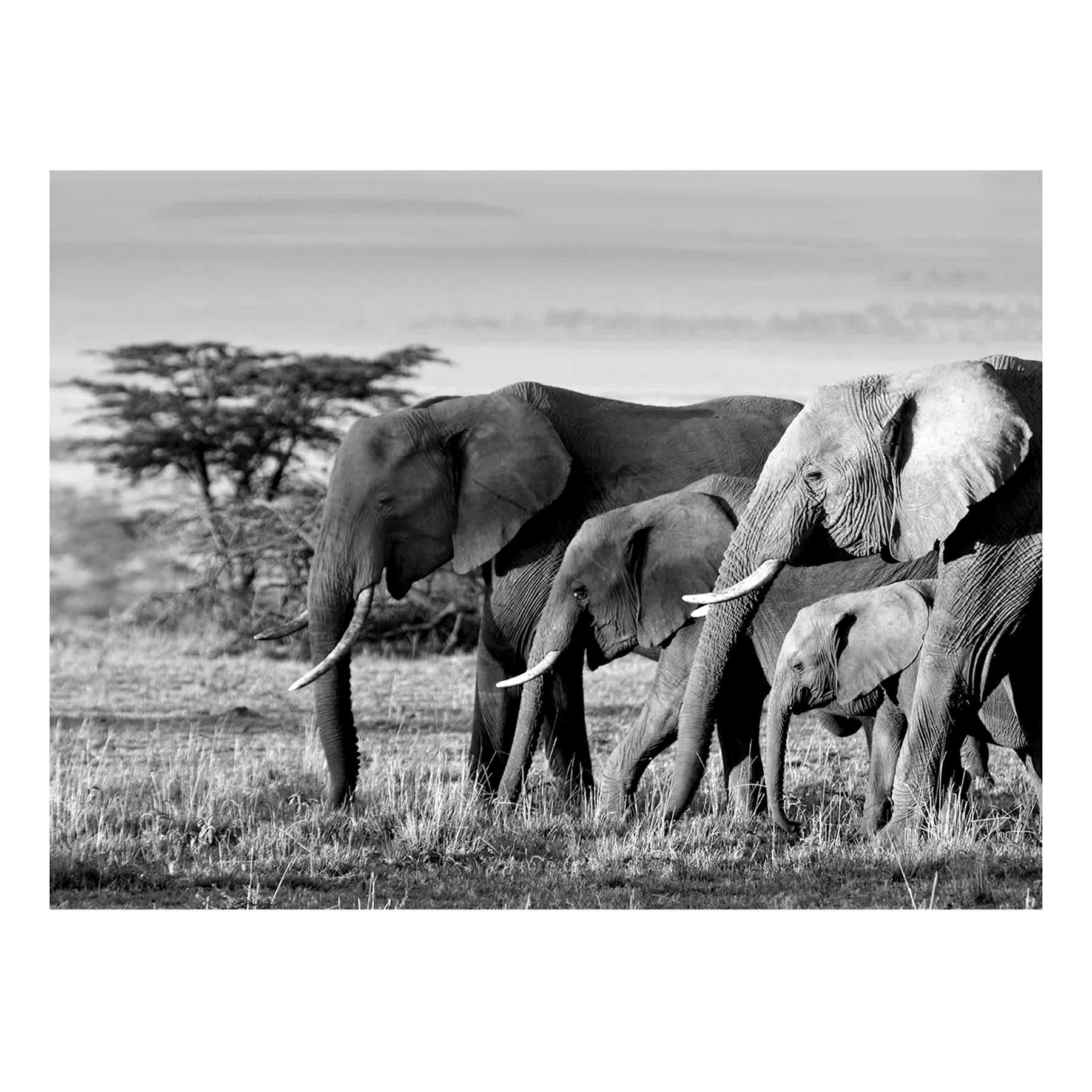 African Elephants Canvas Wall Art, 20x16