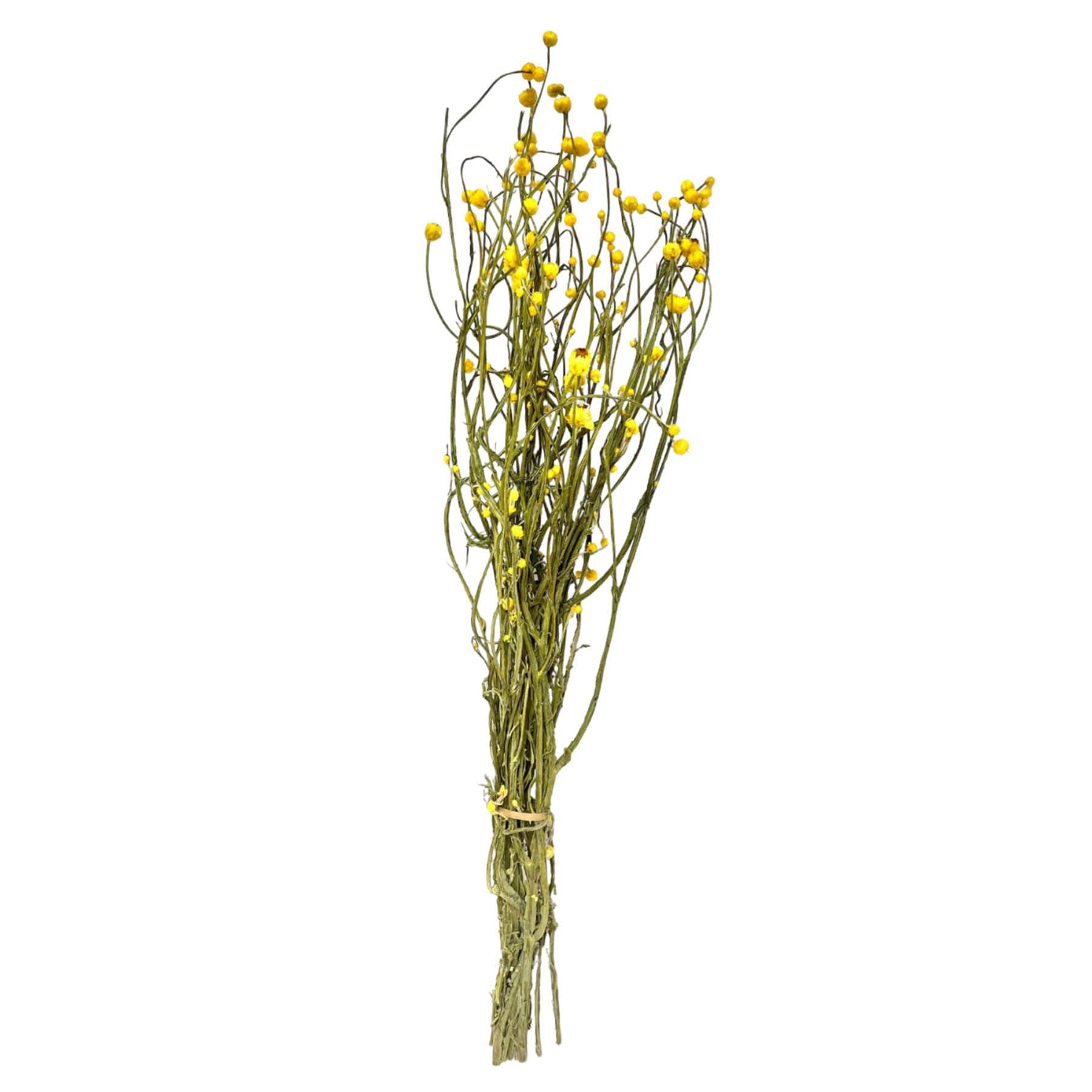 Dried Yellow Ammobium Bundle, 26"