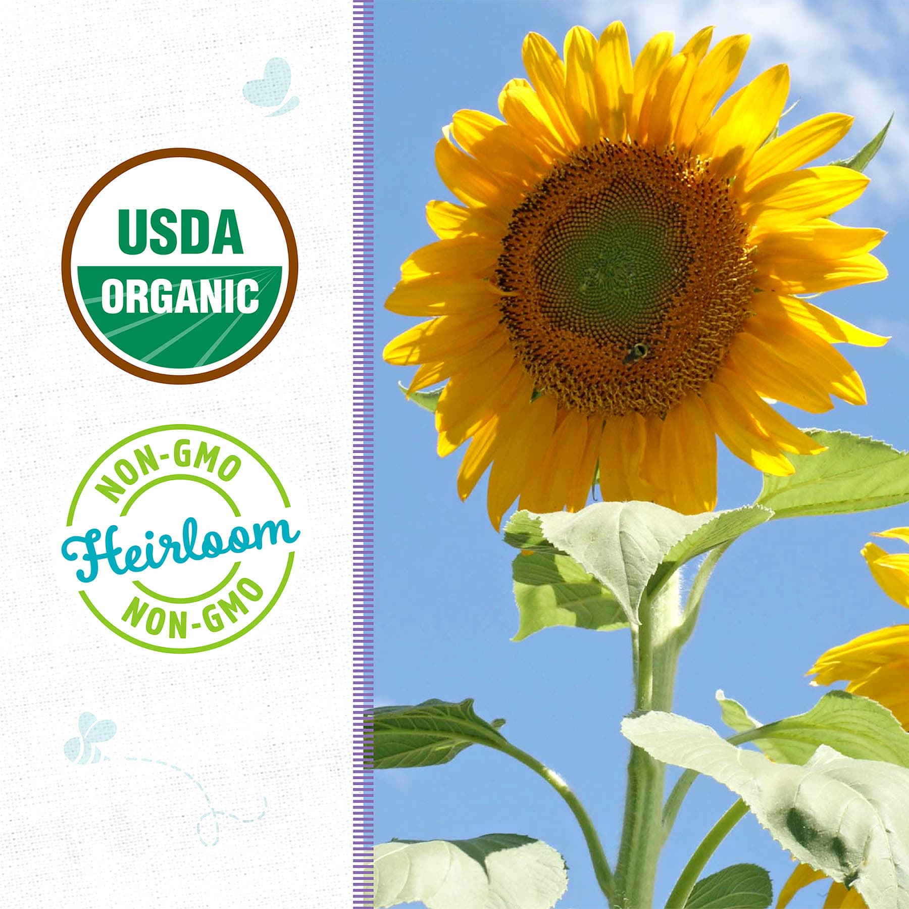 Back to Roots Heirloom Seeds, Grey Stripe Sunflower Mammoth