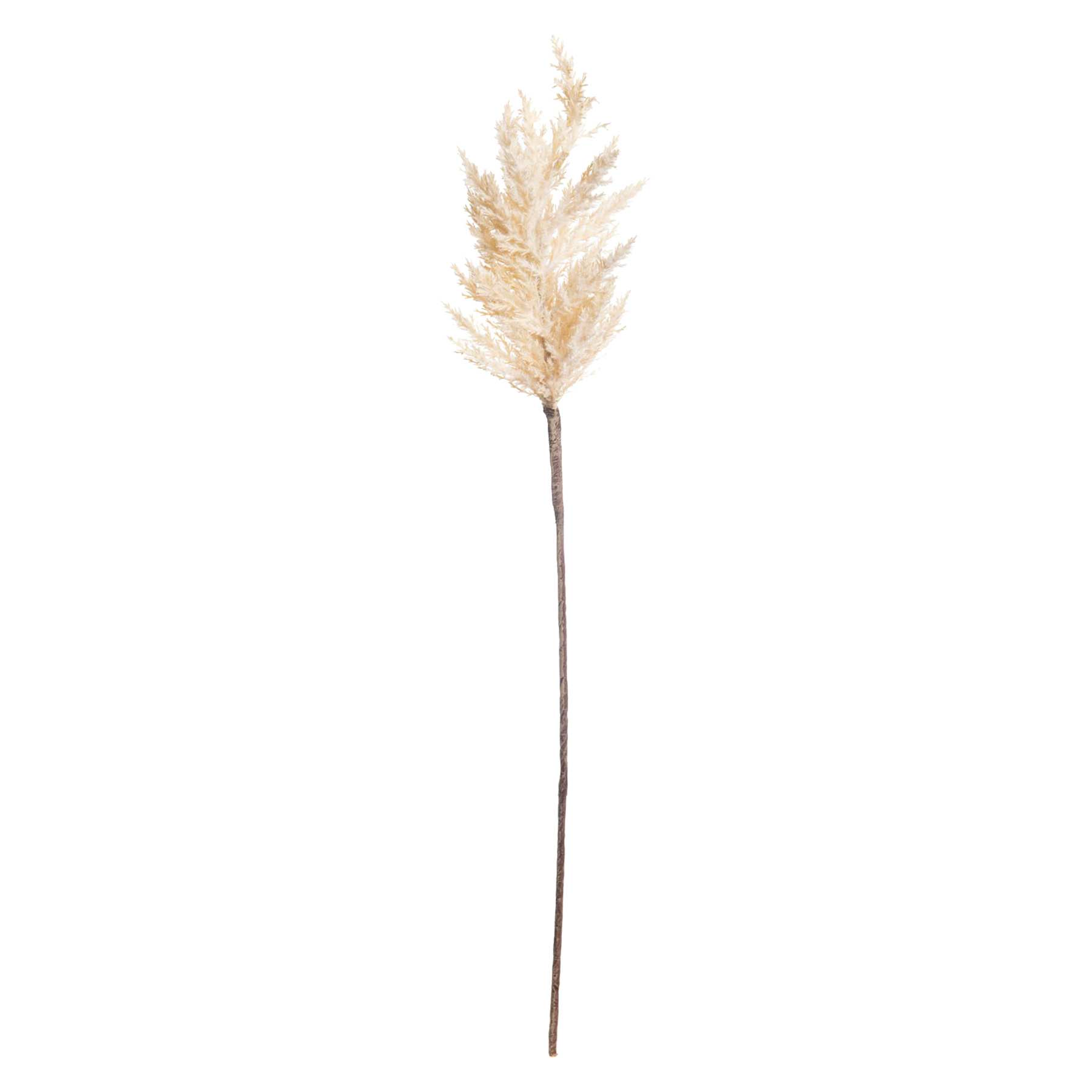 White Pampas Grass Stem, 36"
