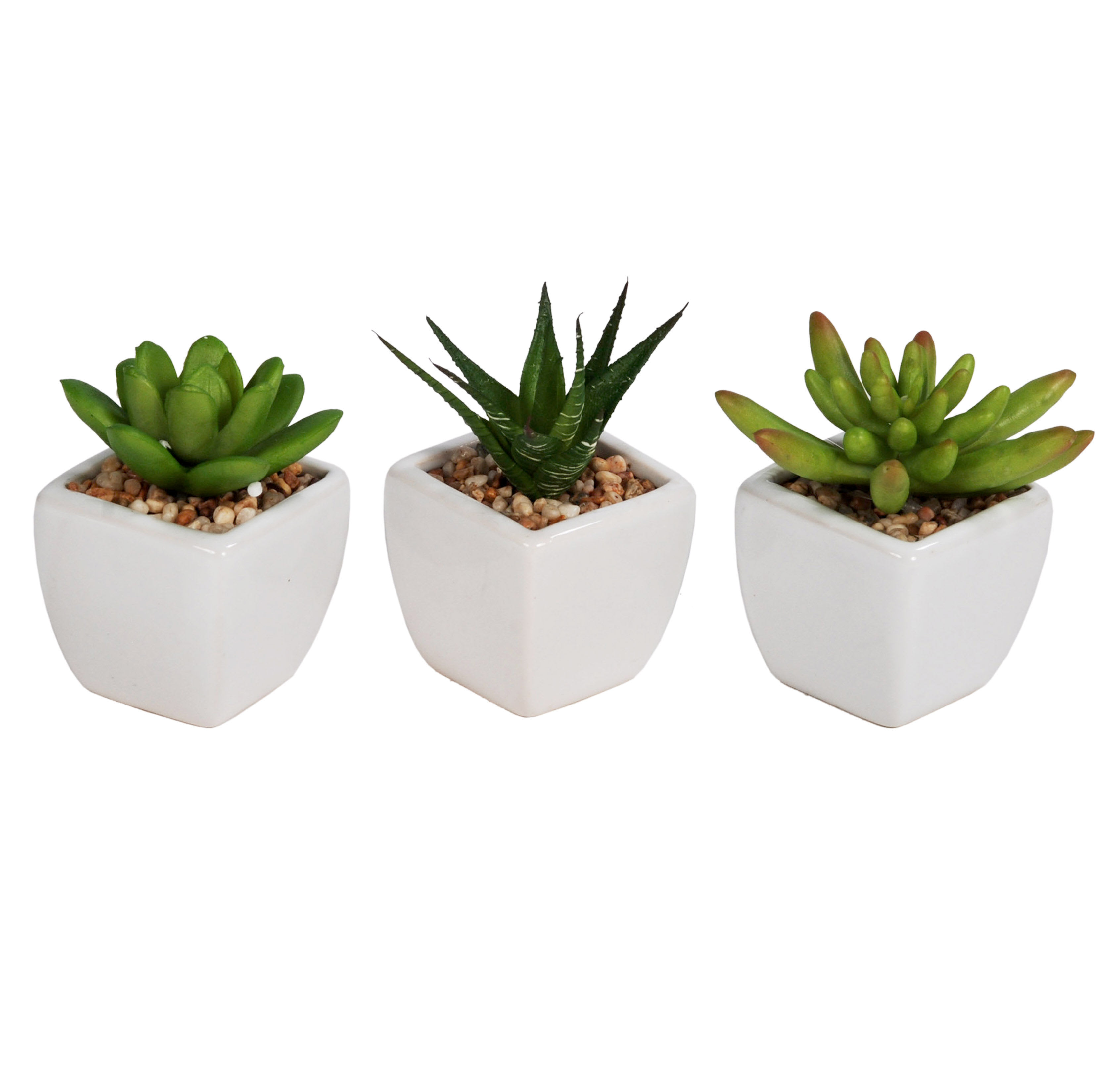 3-Piece Assorted Succulents with White Planter, 3"
