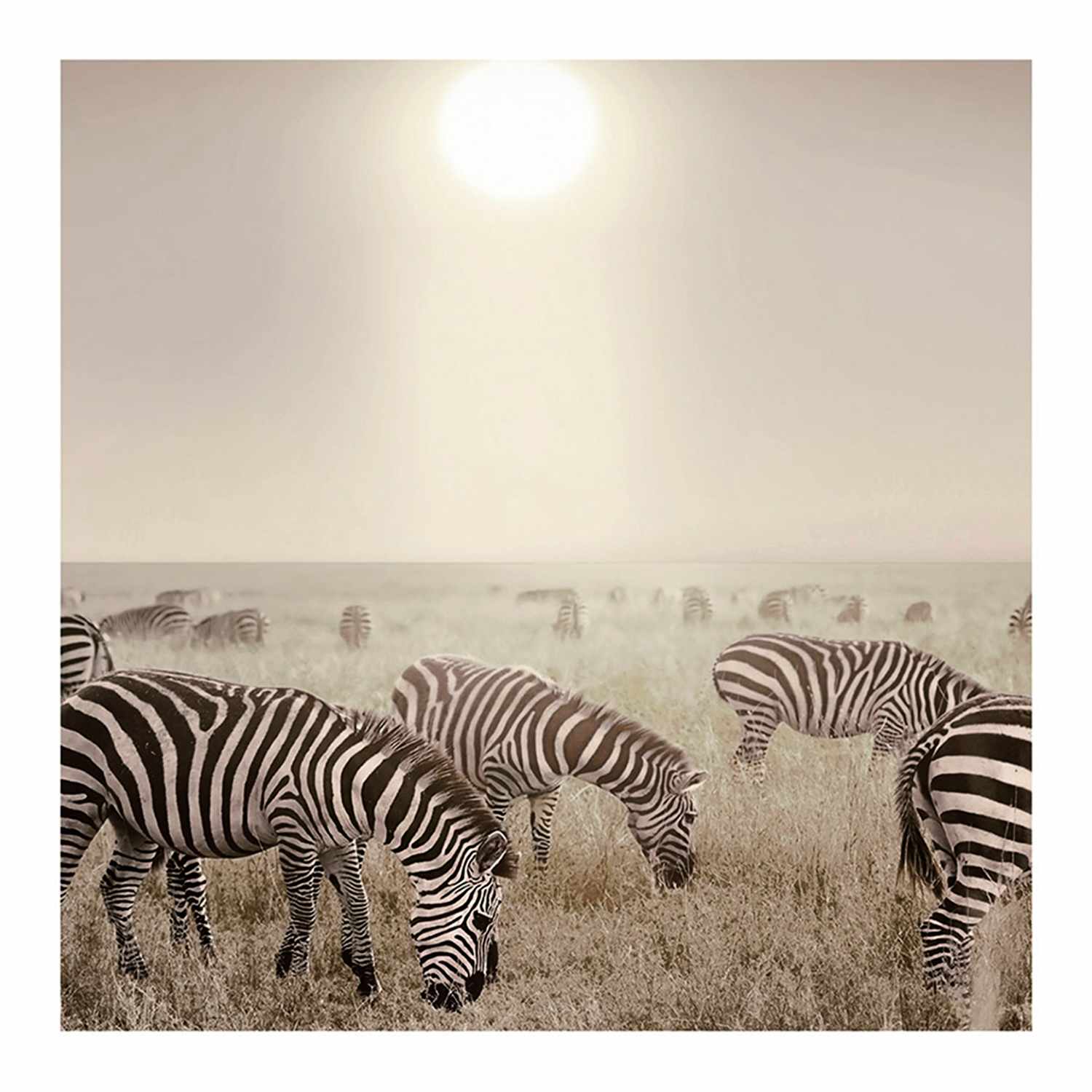 Zebras at High Noon Block, 8"