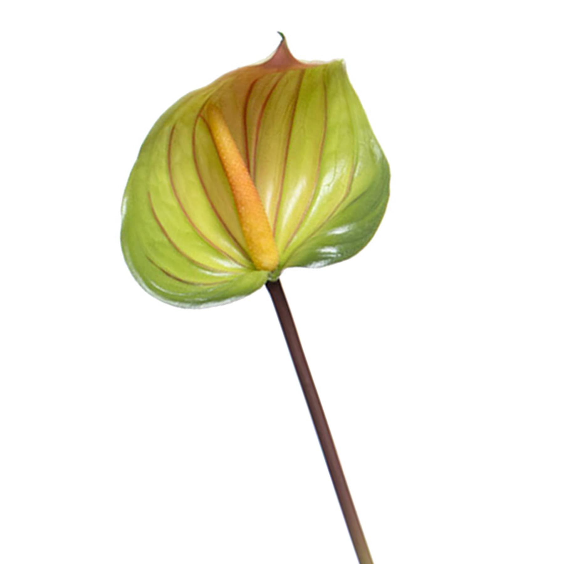 Anthurium Stem, 27"
