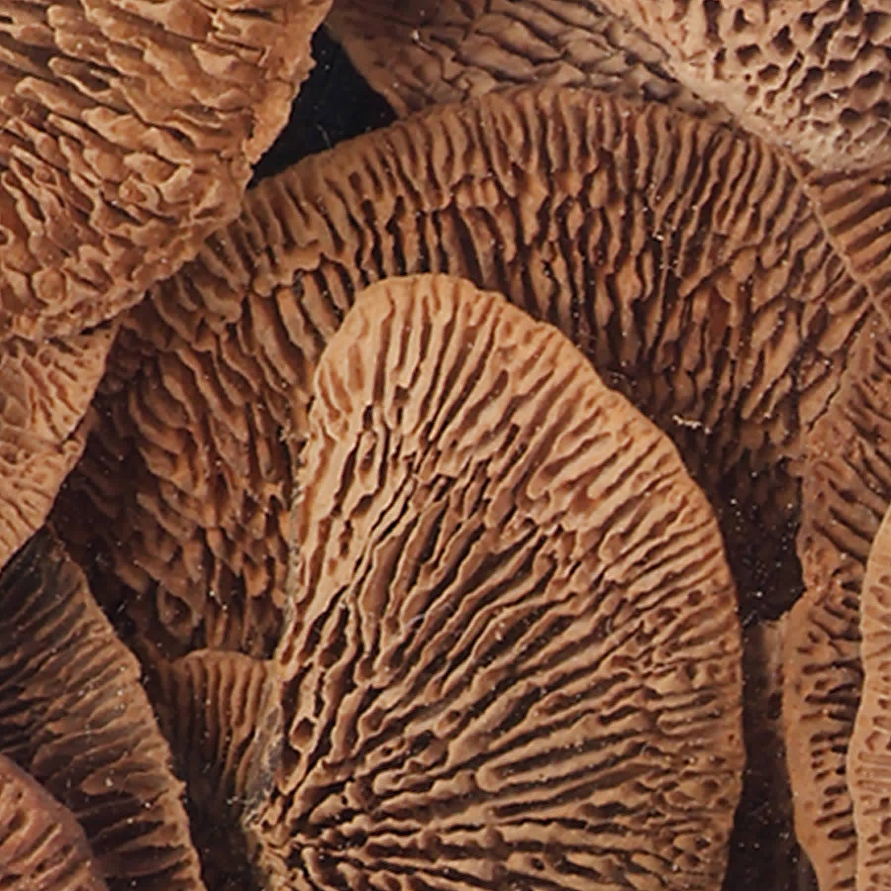 Dried Filler Orbs