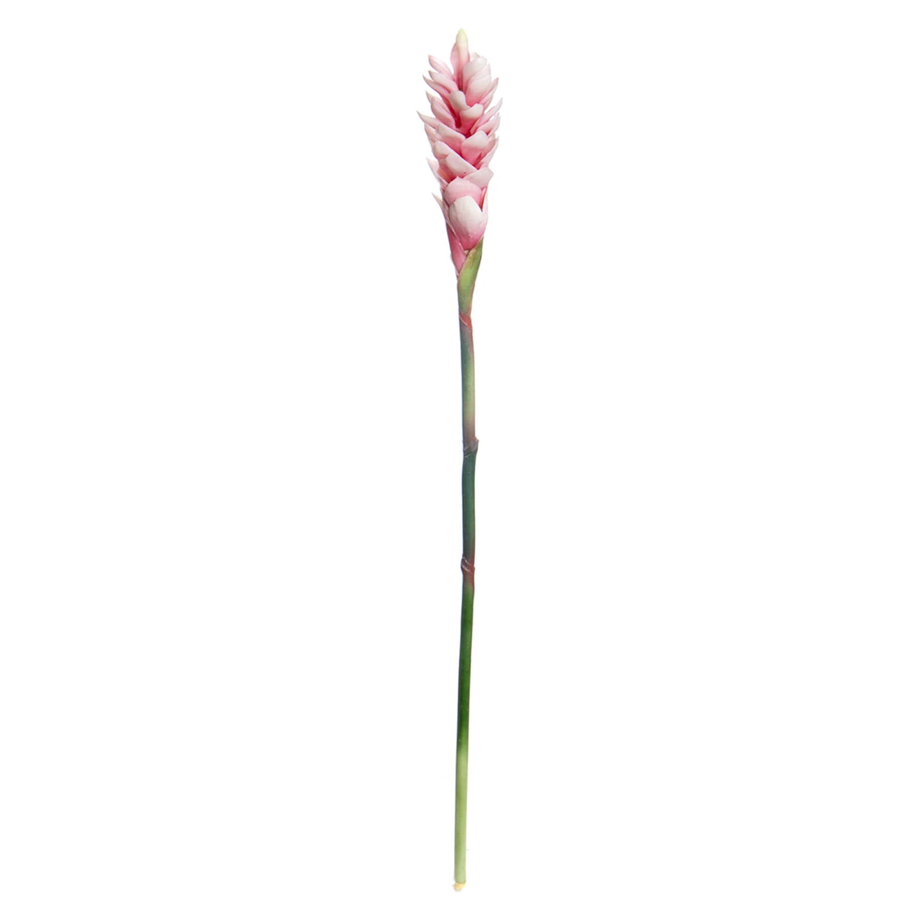 Ginger Flower Stem, 32"