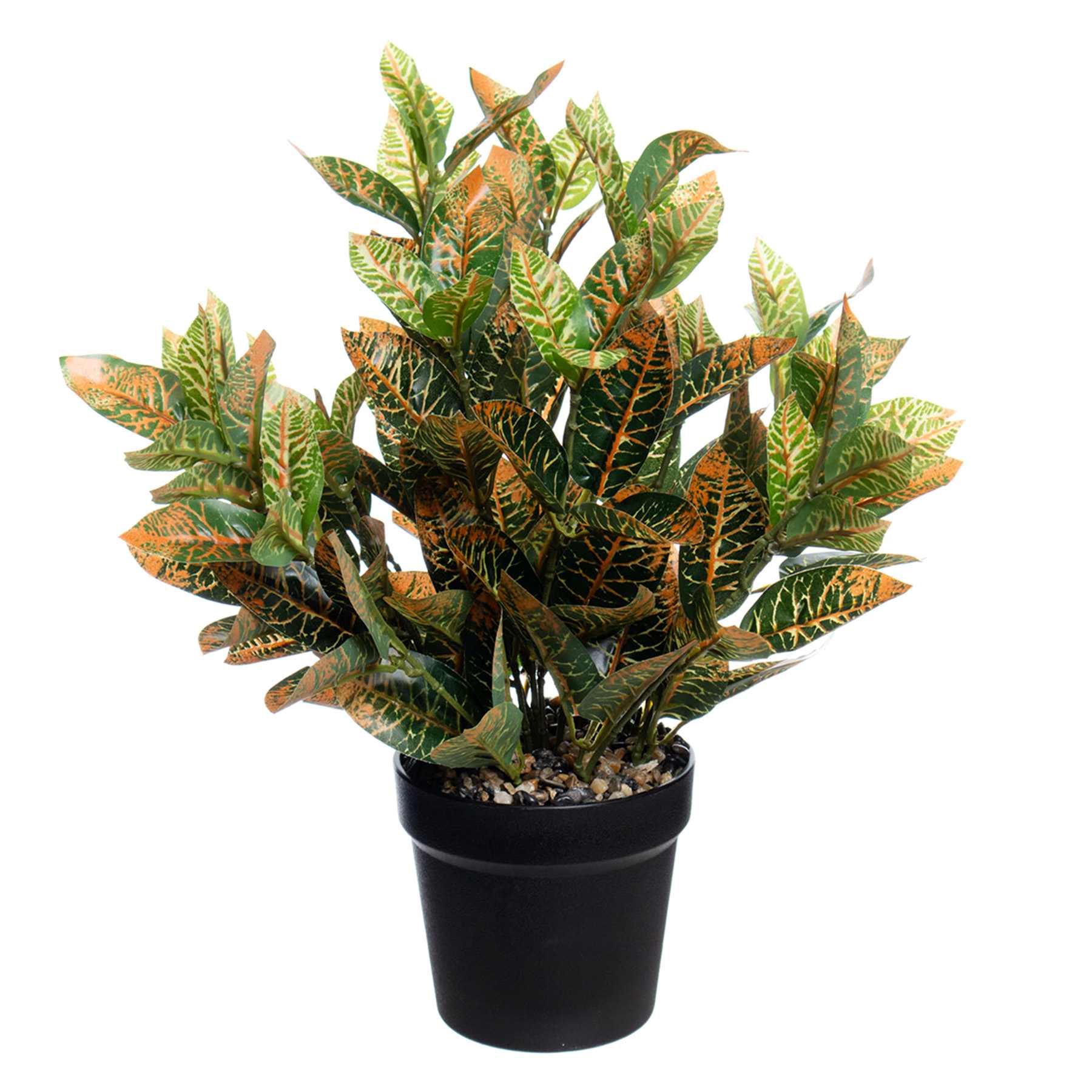 UV-Protected Croton in Plastic Pot, 16"