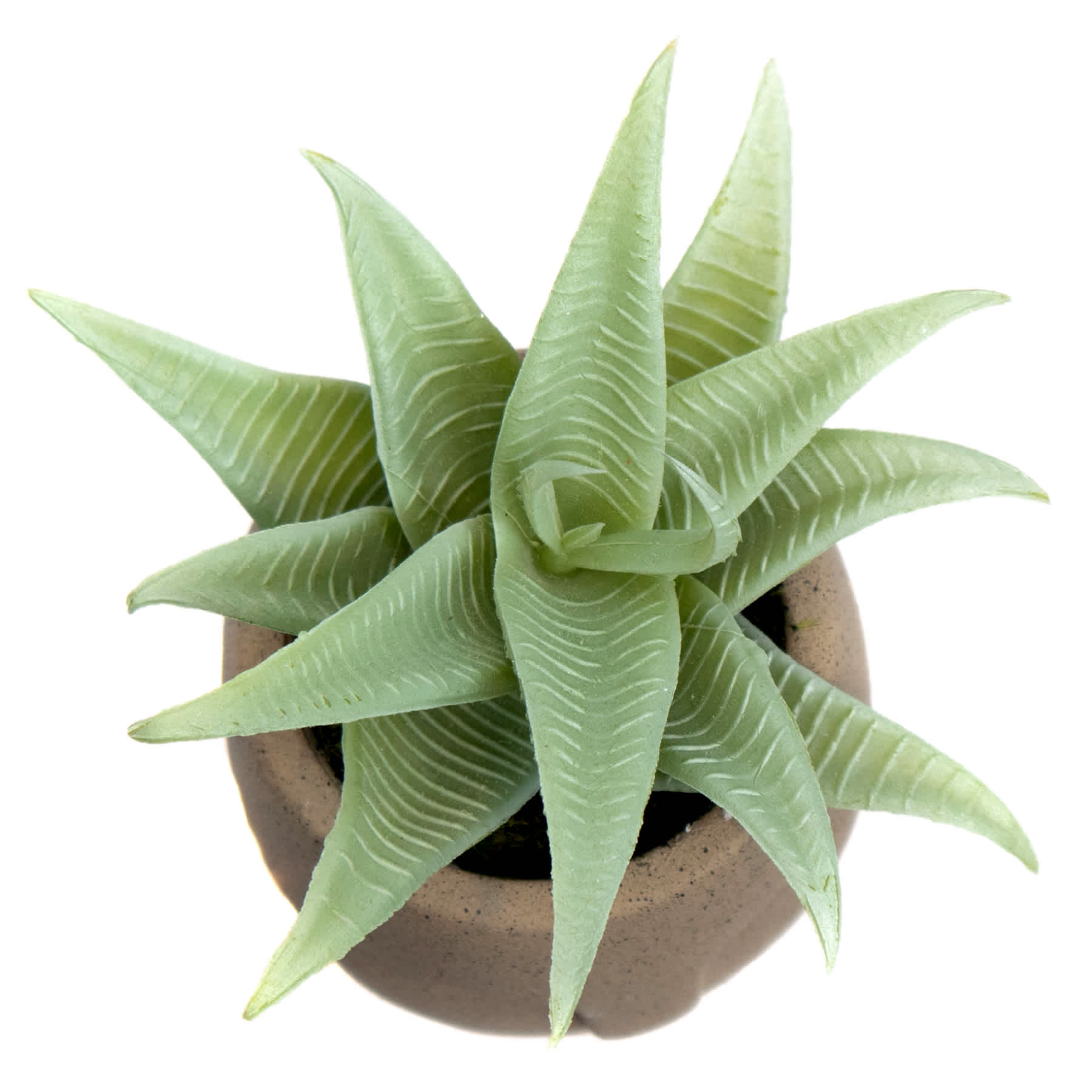 Aloe in Cement Pot, 5.5"