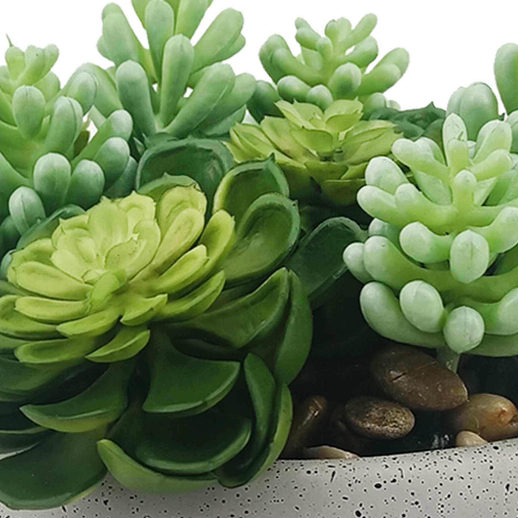 Mixed Succulents in Cement Vessel, 6"
