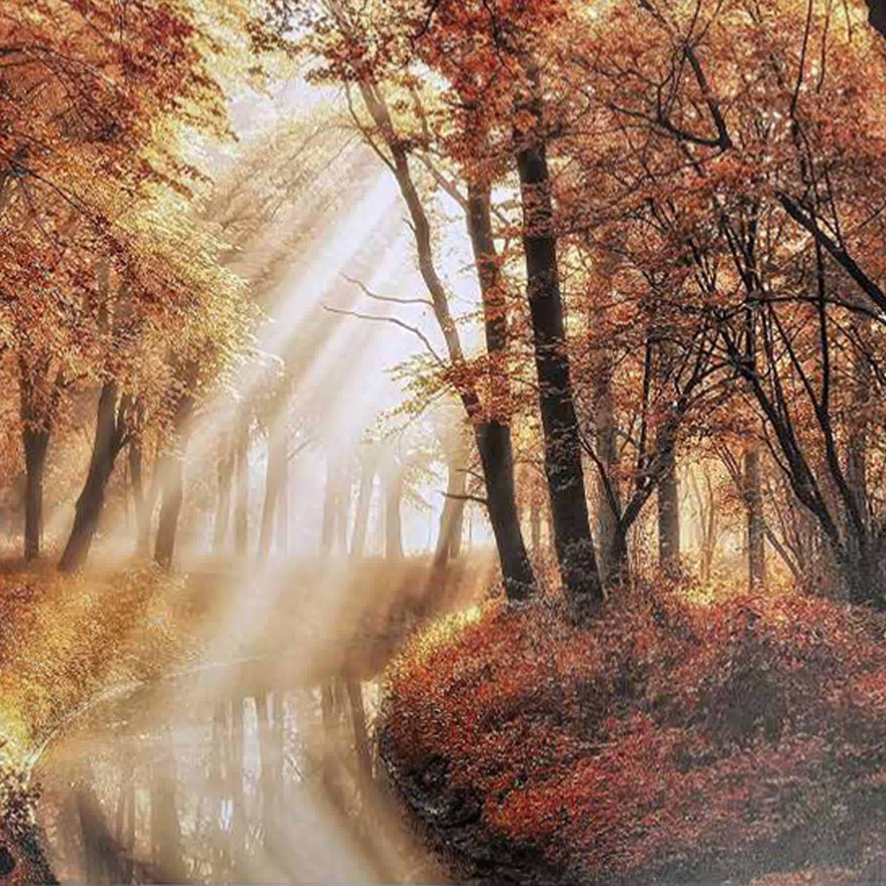 Sunlit Forest Canvas Wall Art, 60x35