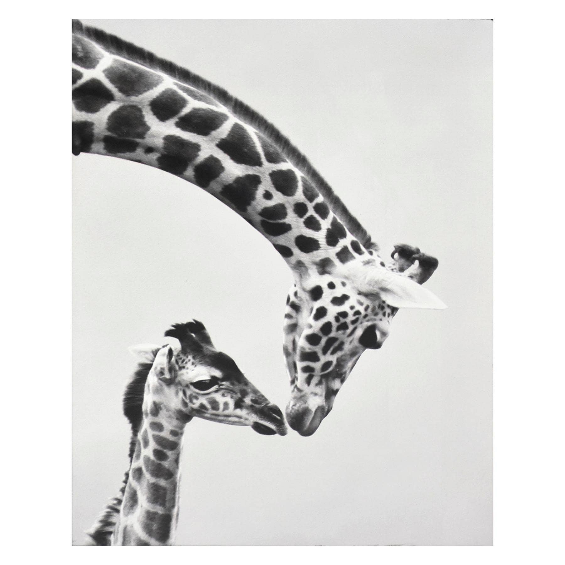 Giraffes Block, 8x10