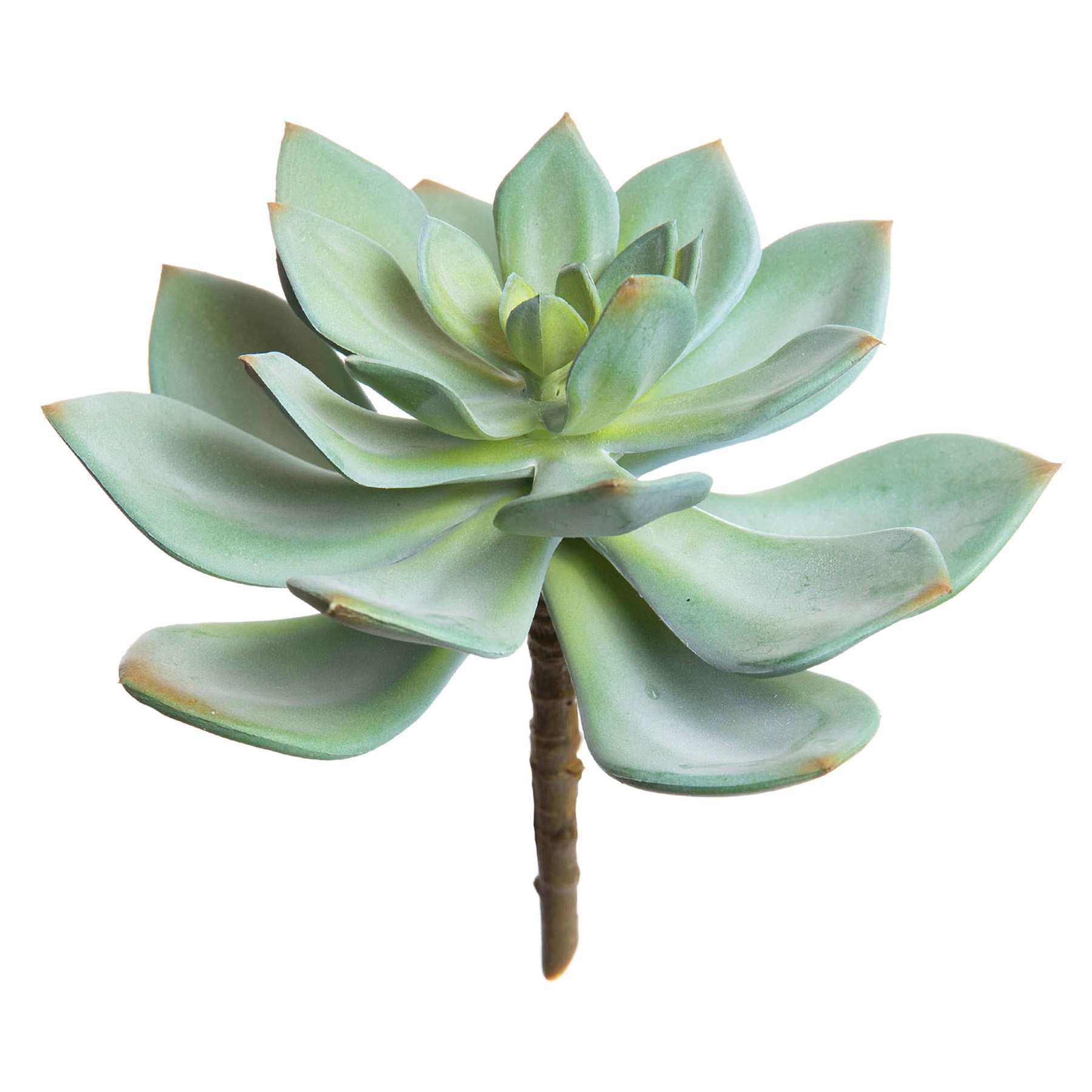 Green Echeveria Pick, 6.5"