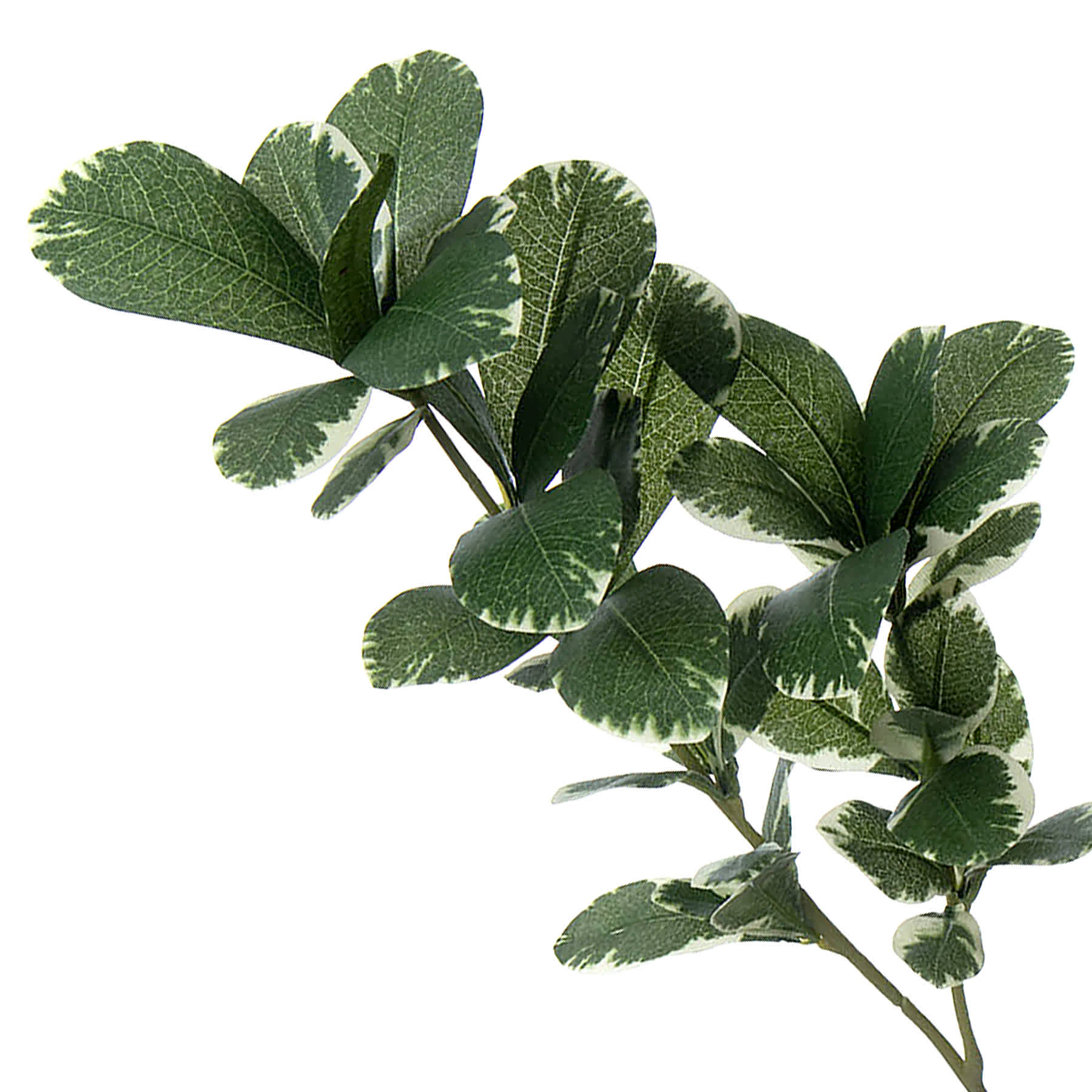 Willow Crossley Pittosporum Spray, 26"