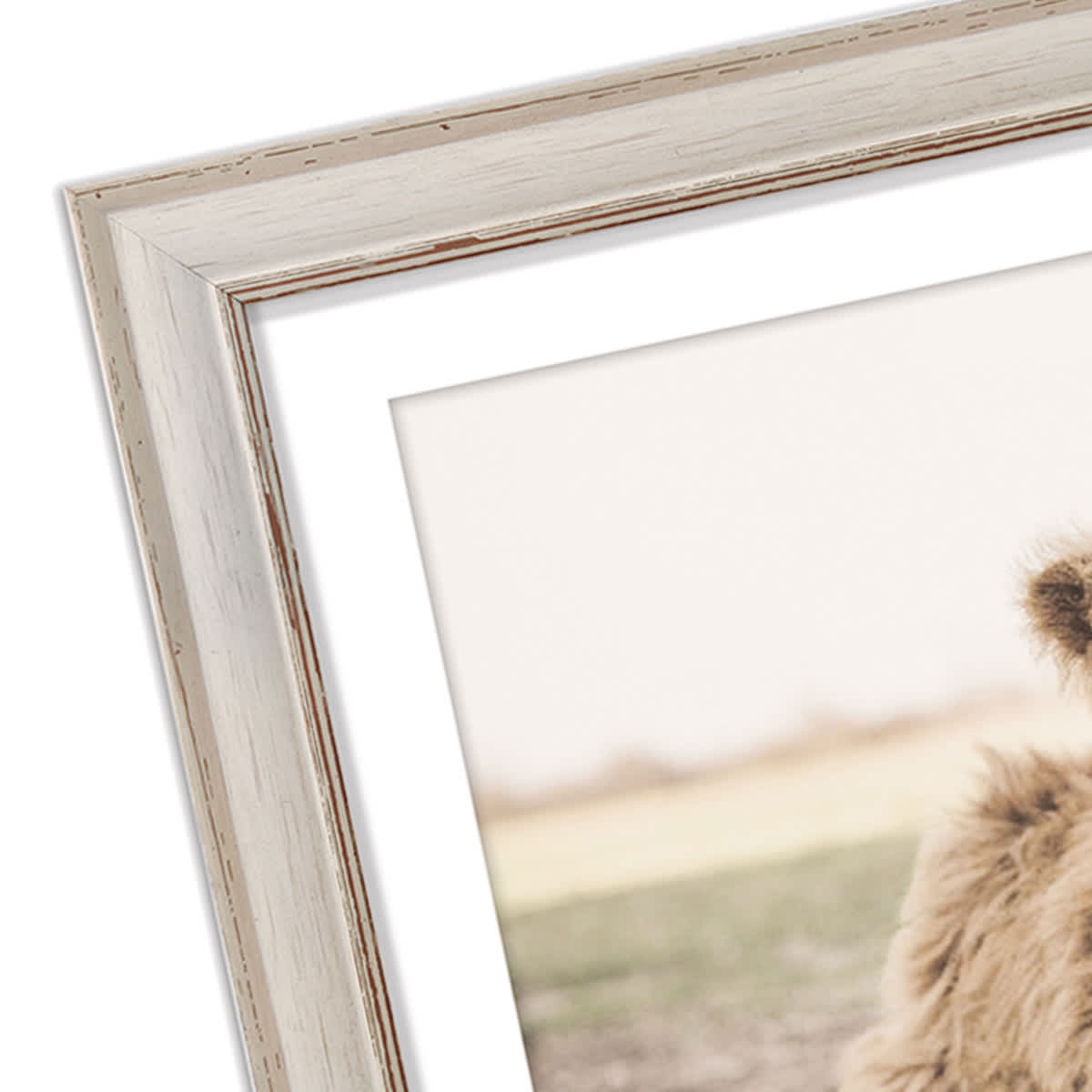 Highland Calf Framed Wall Art, 18x14