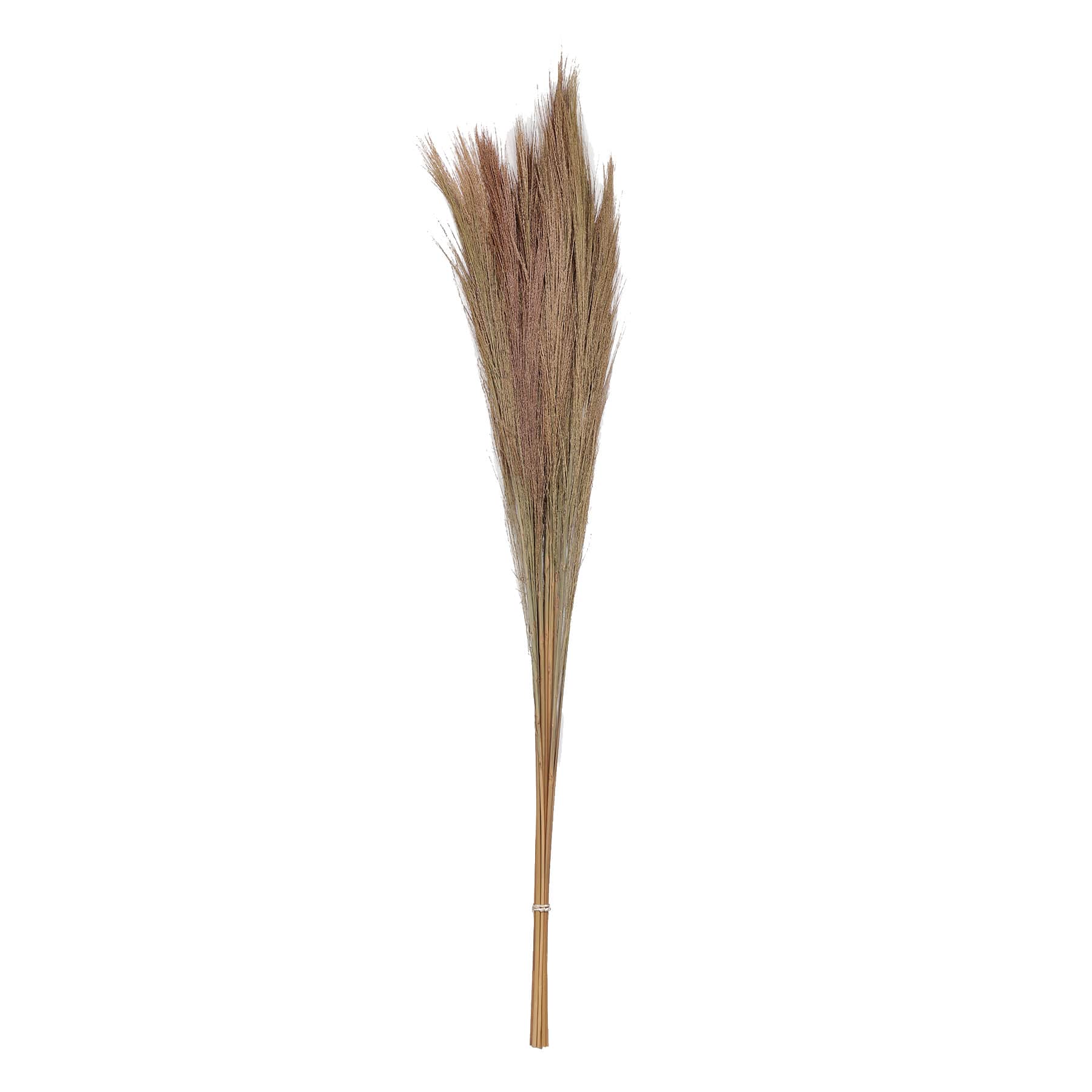 Dried Broom Grass
