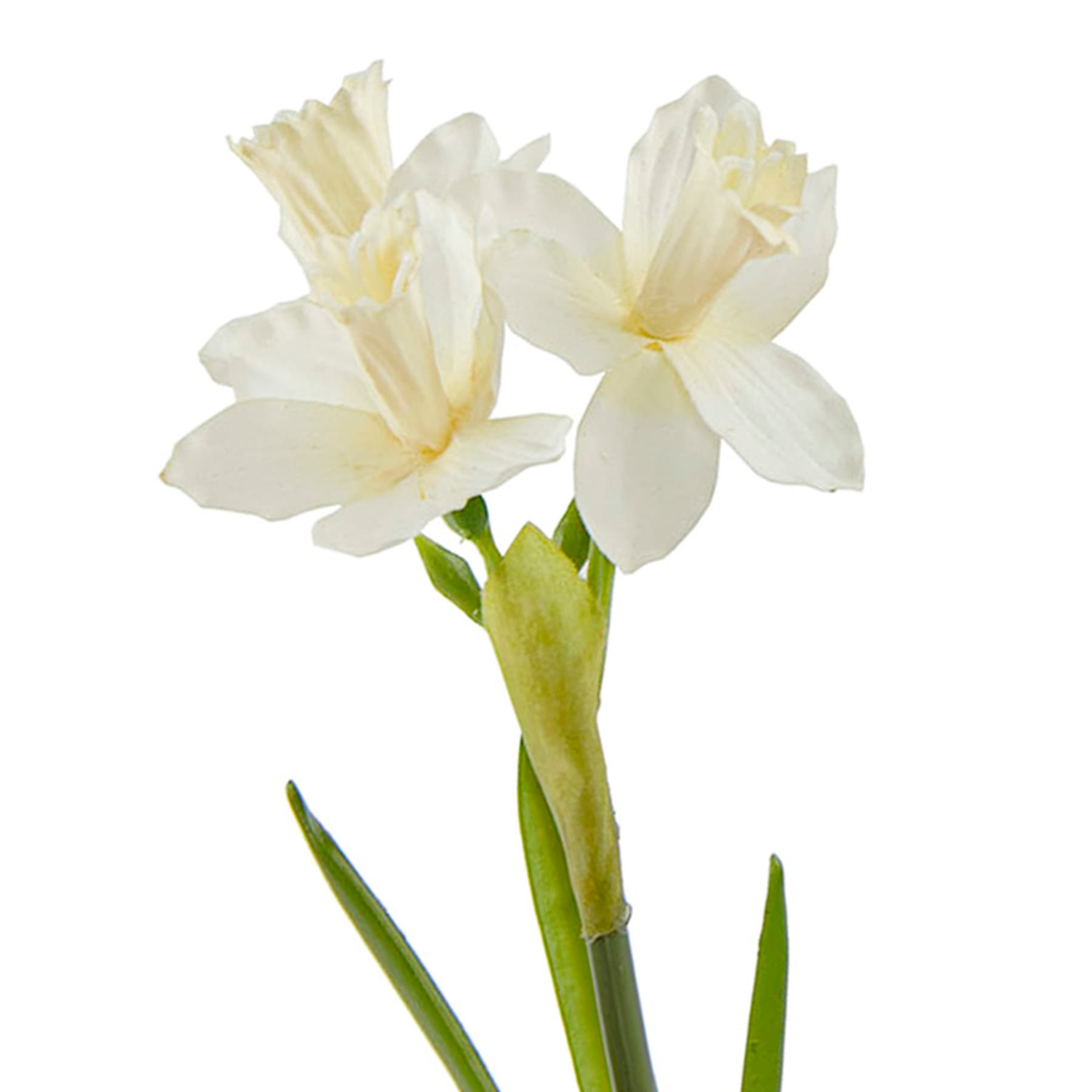 20.5IN NAT TOUCH NARCISSUS